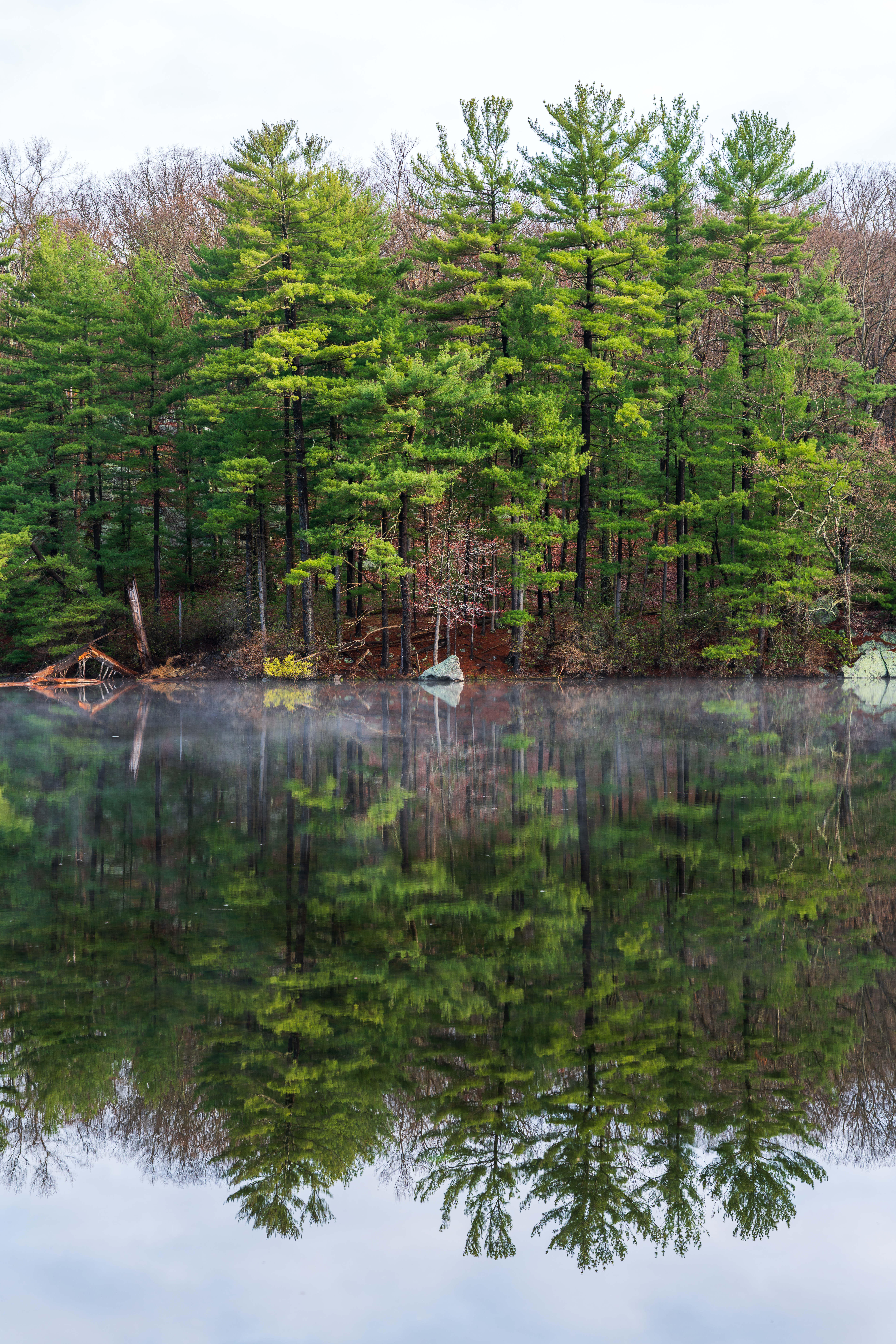 Pine and Silence