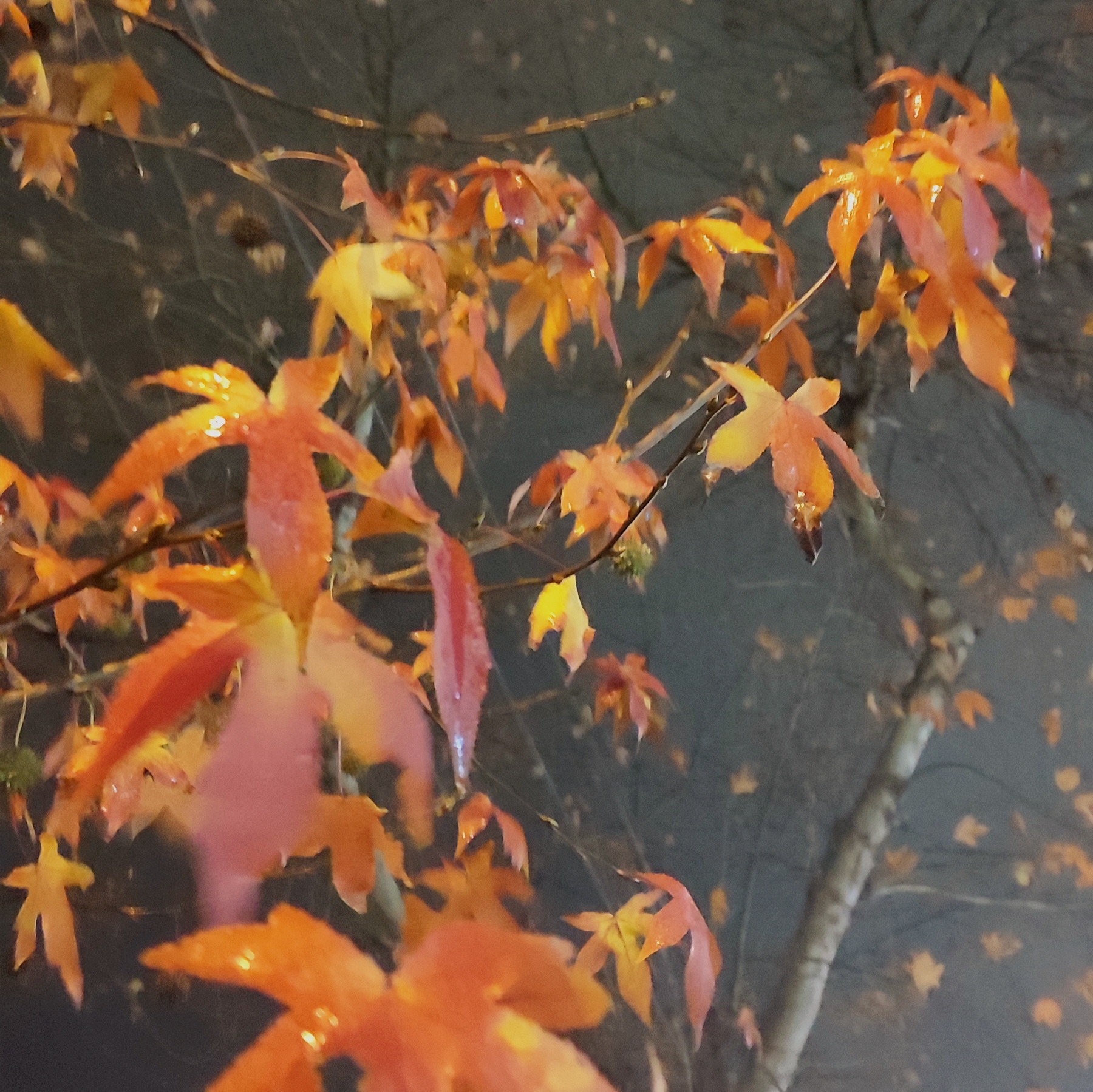 Fall baby!