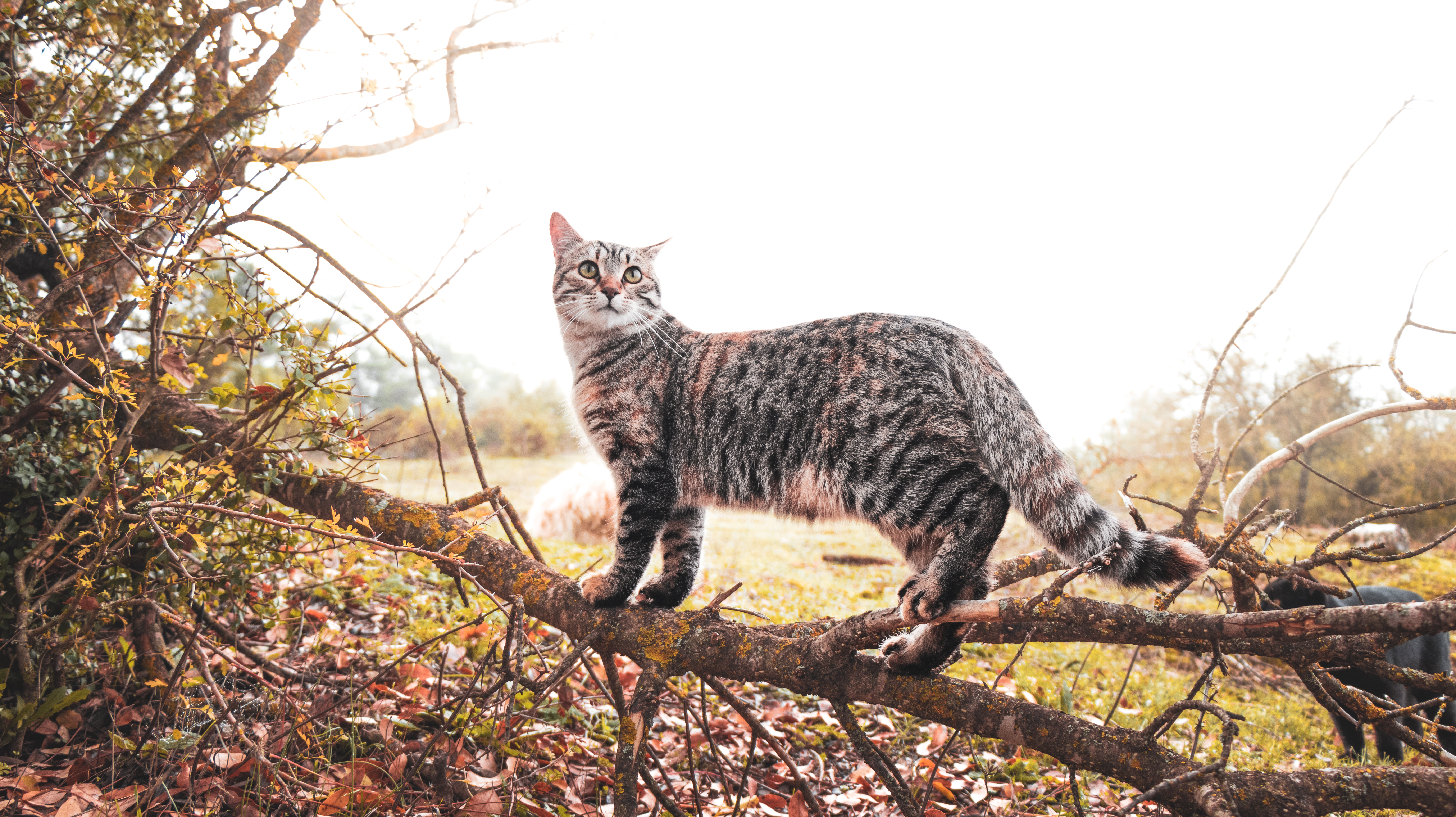 Tiger of her small jungle. #2