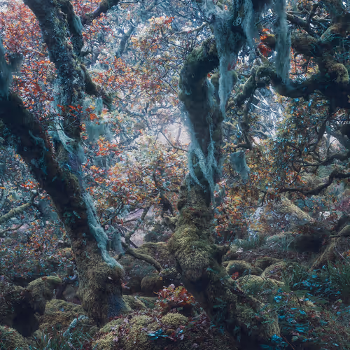 FANTASY