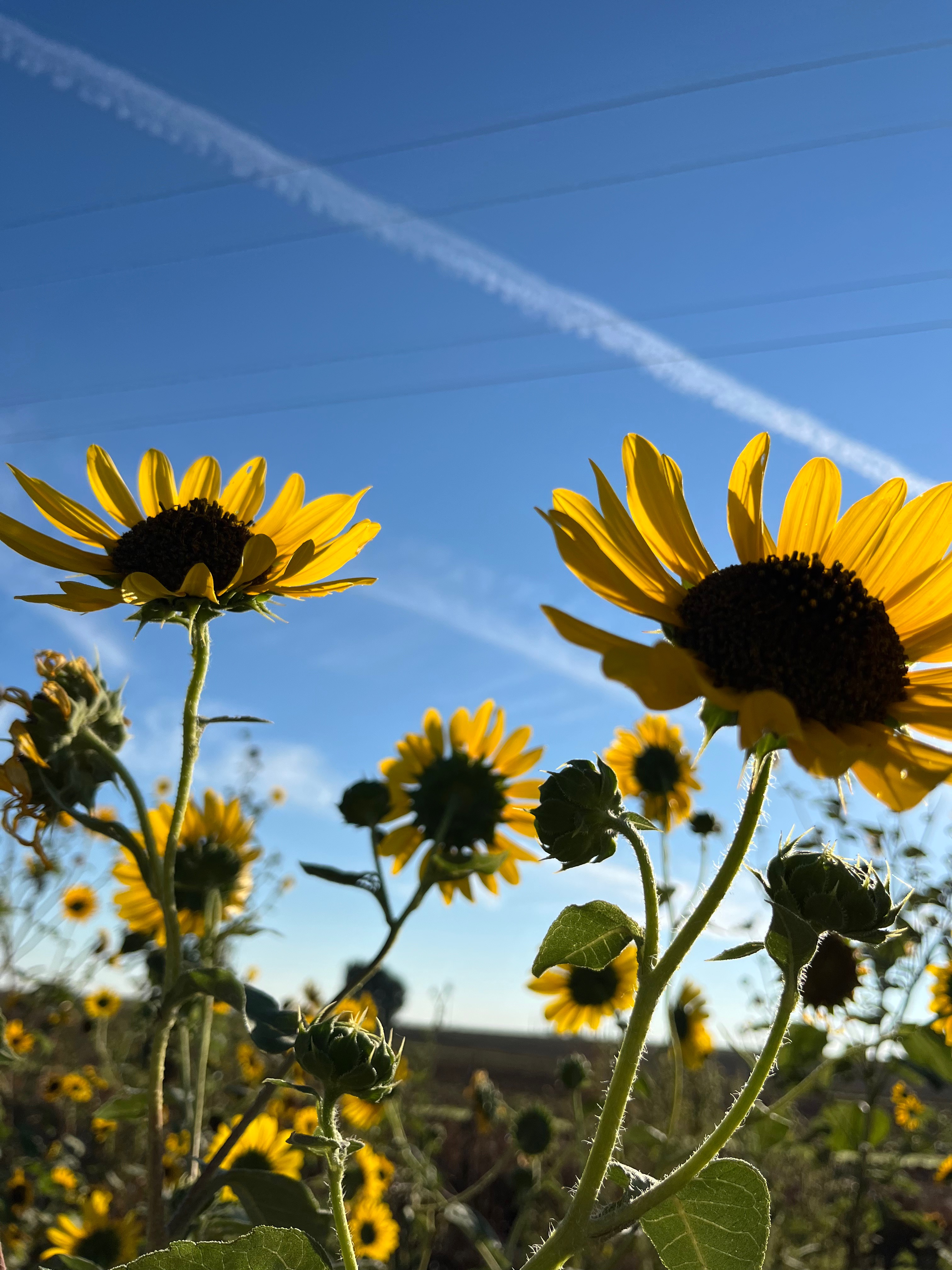 Dreaming of Yellow