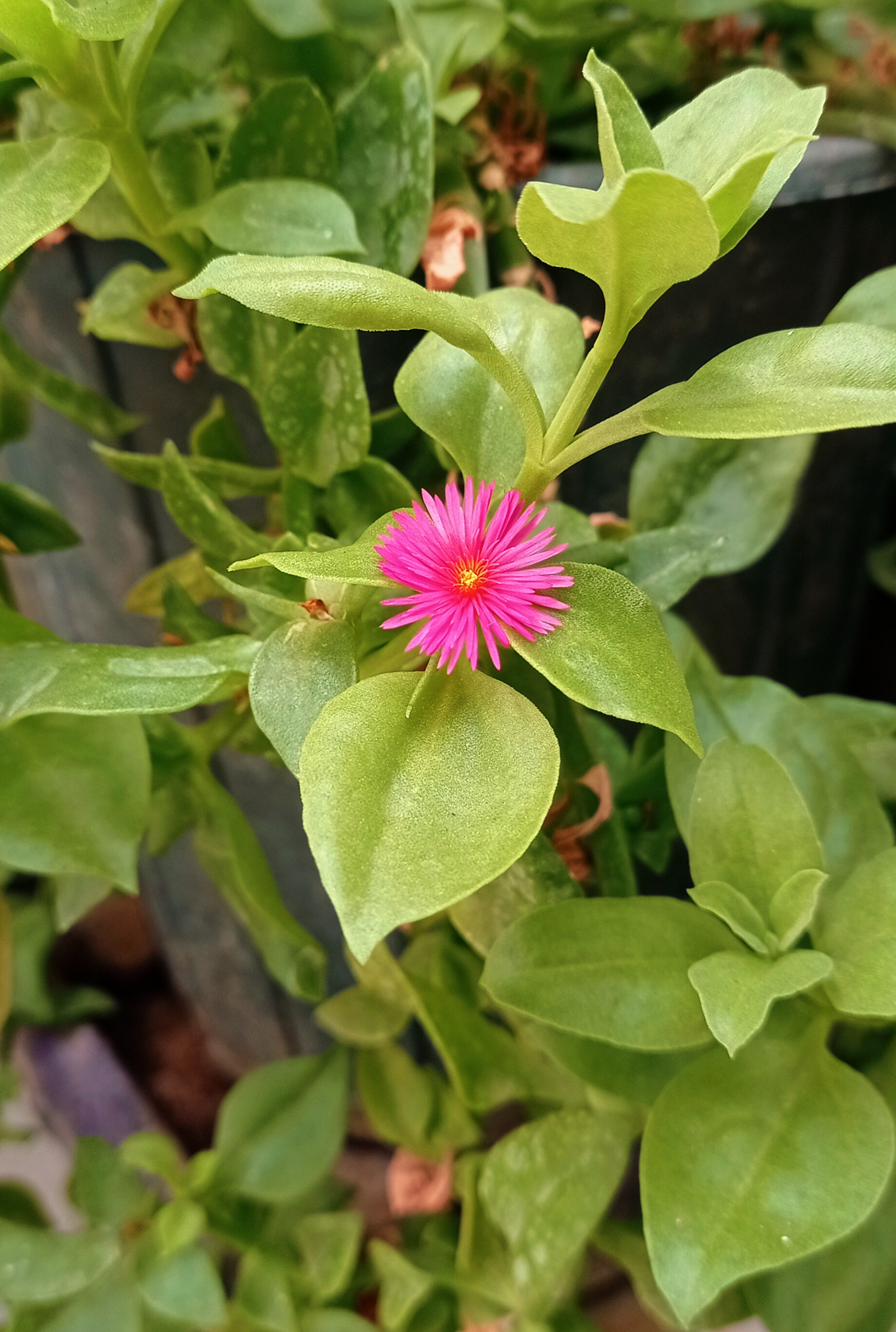 Small Flower #17