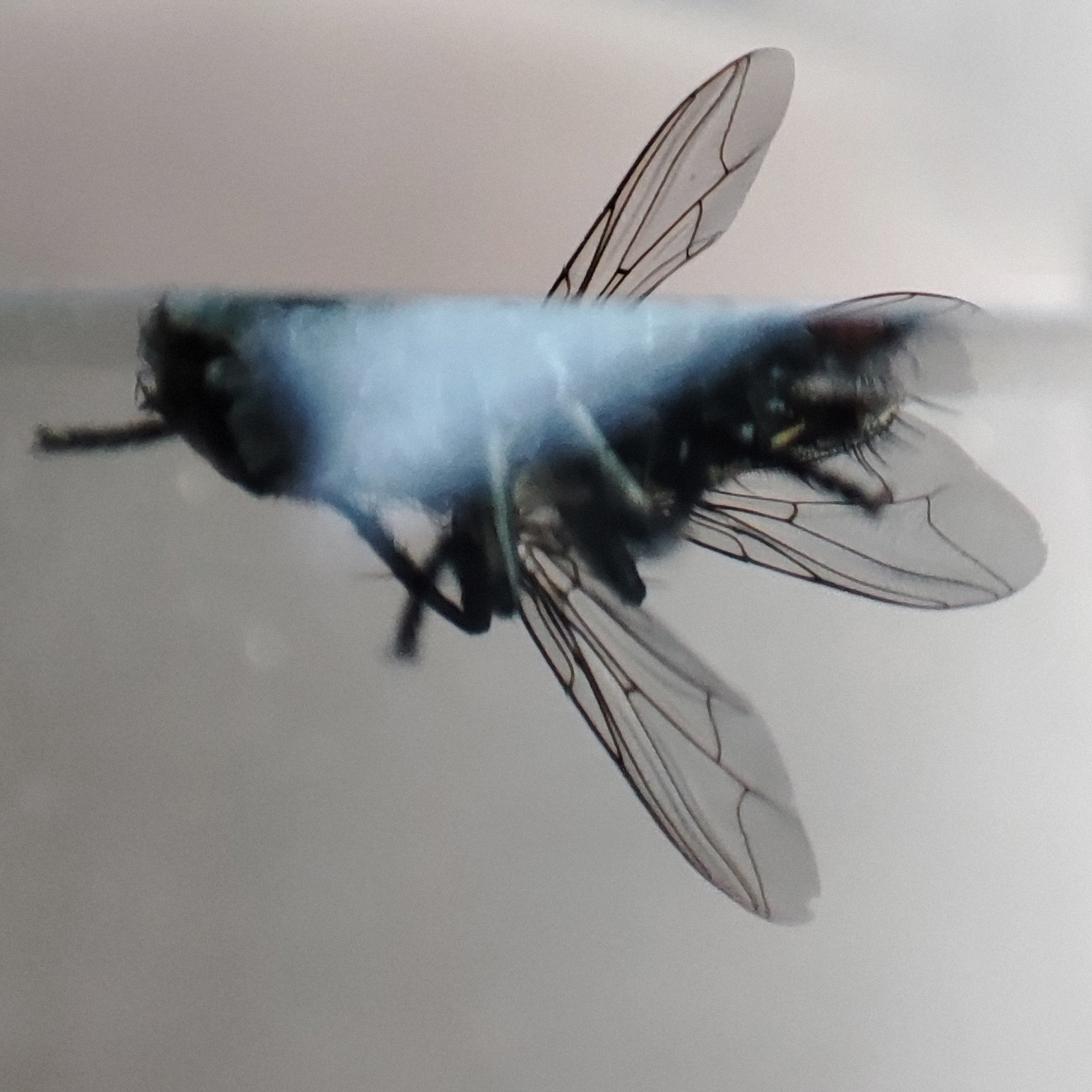 Fly