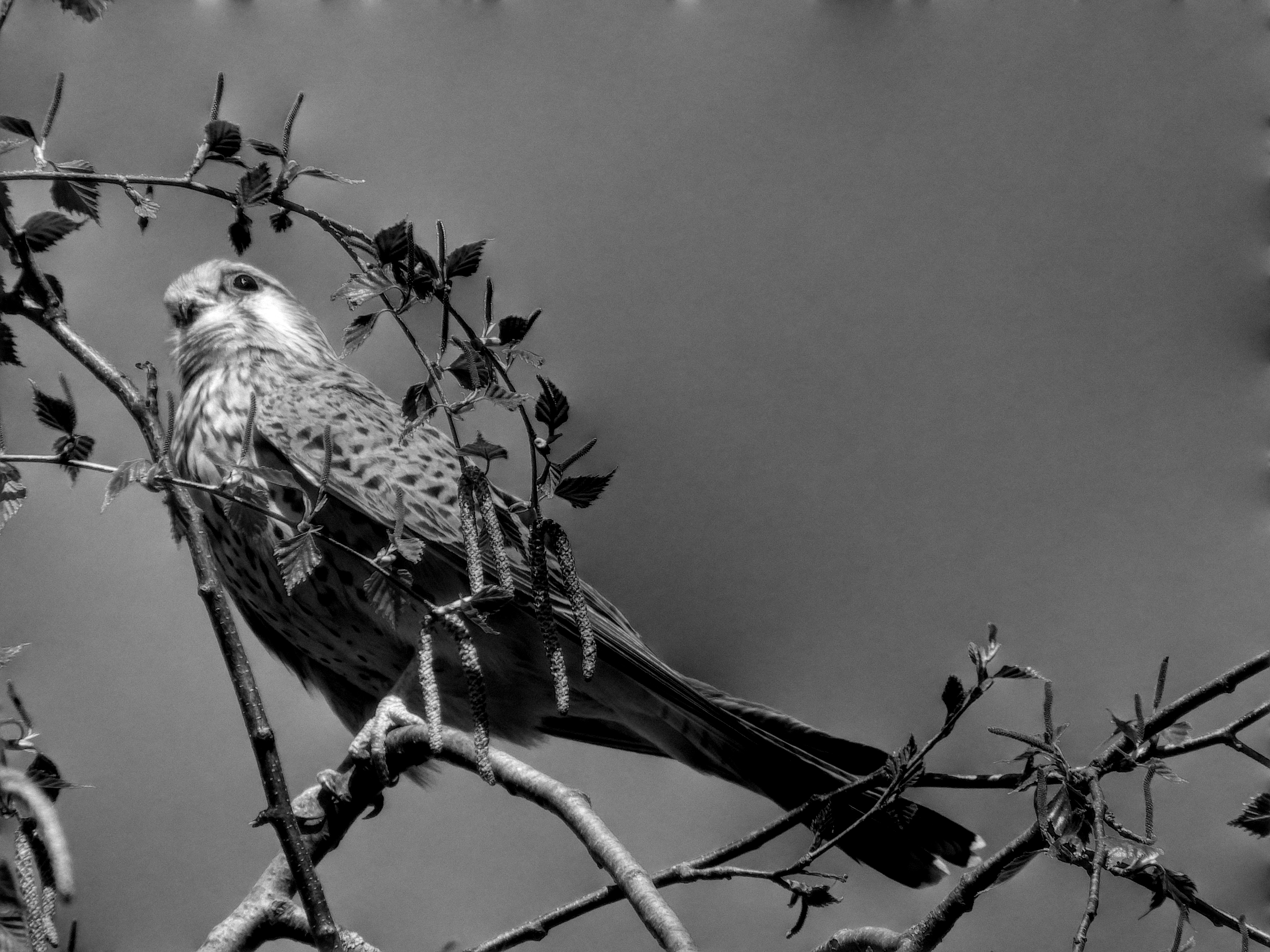 Falco tinnunculus
