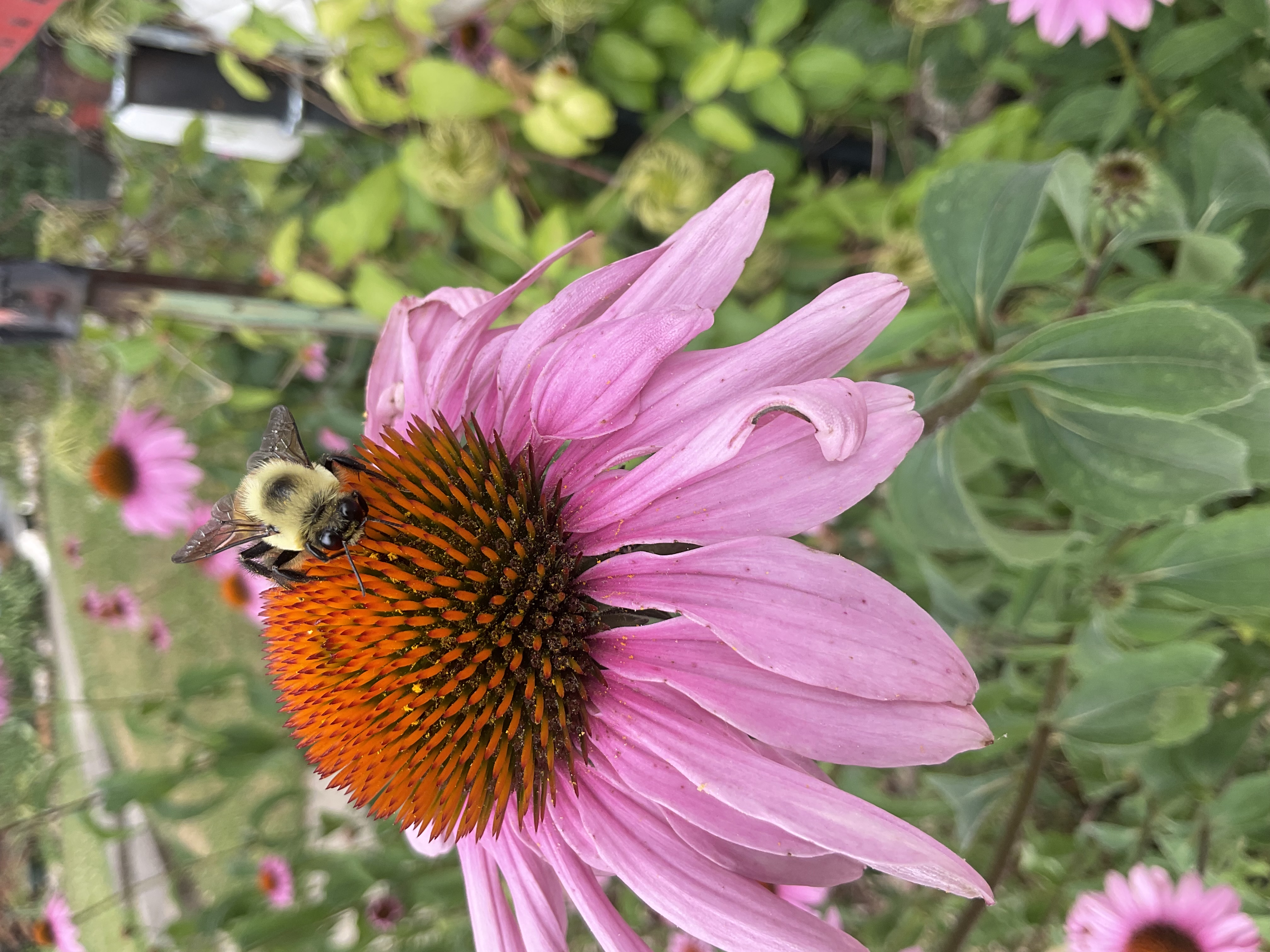 Mr Bee #18