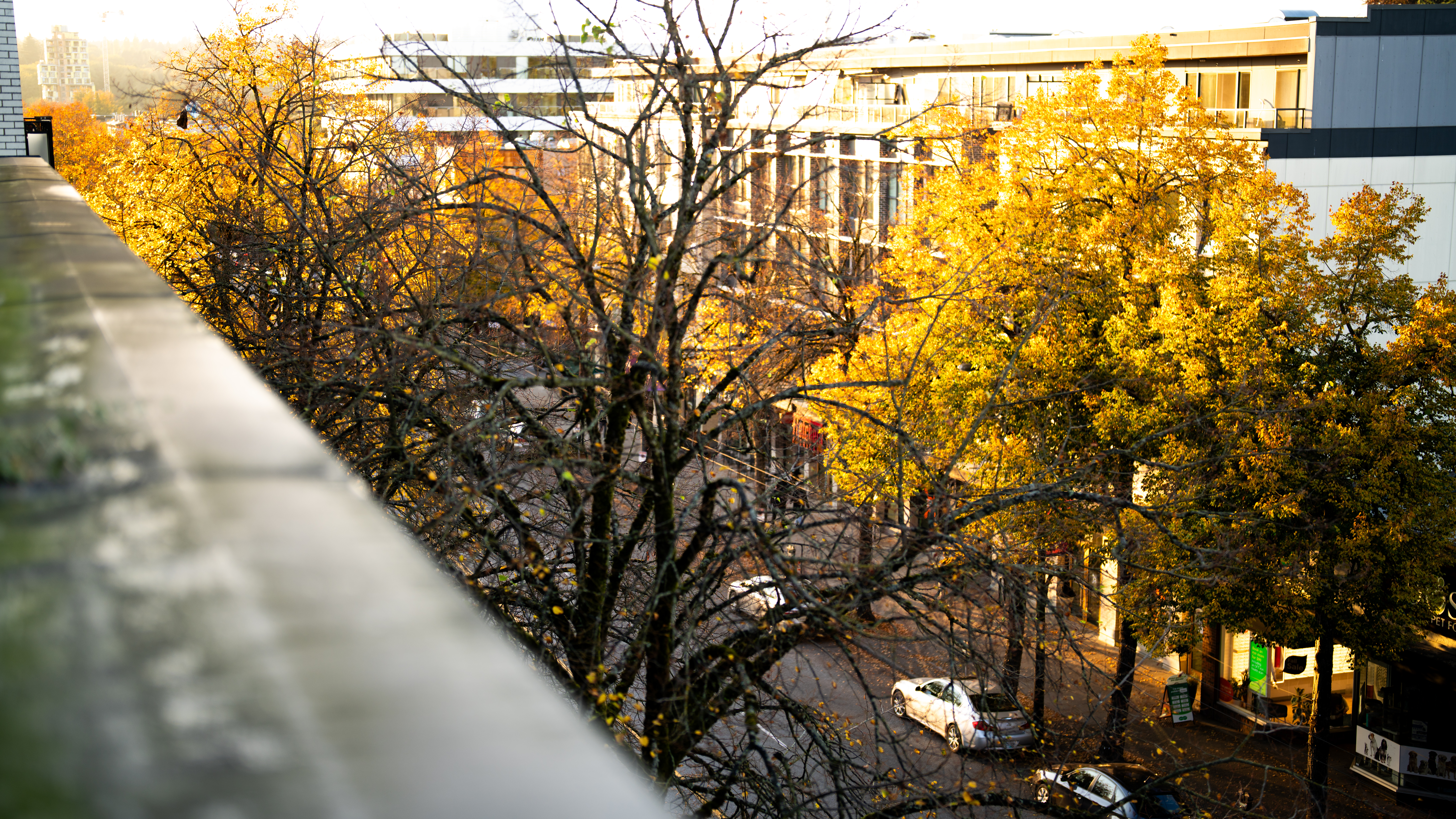 autumn in the city