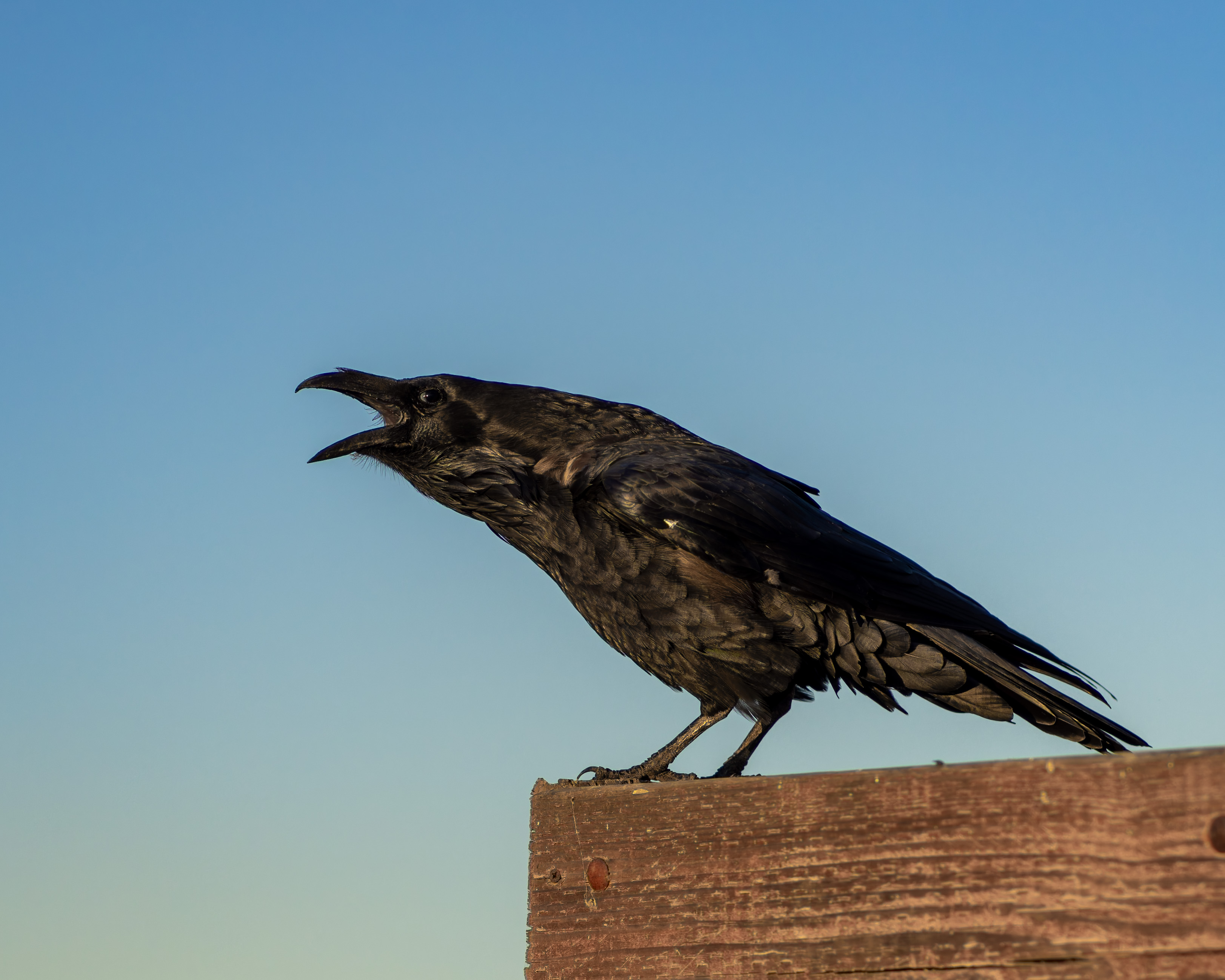 Corvus corax