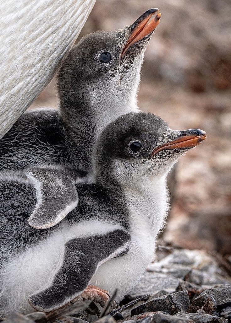 Siblings #36