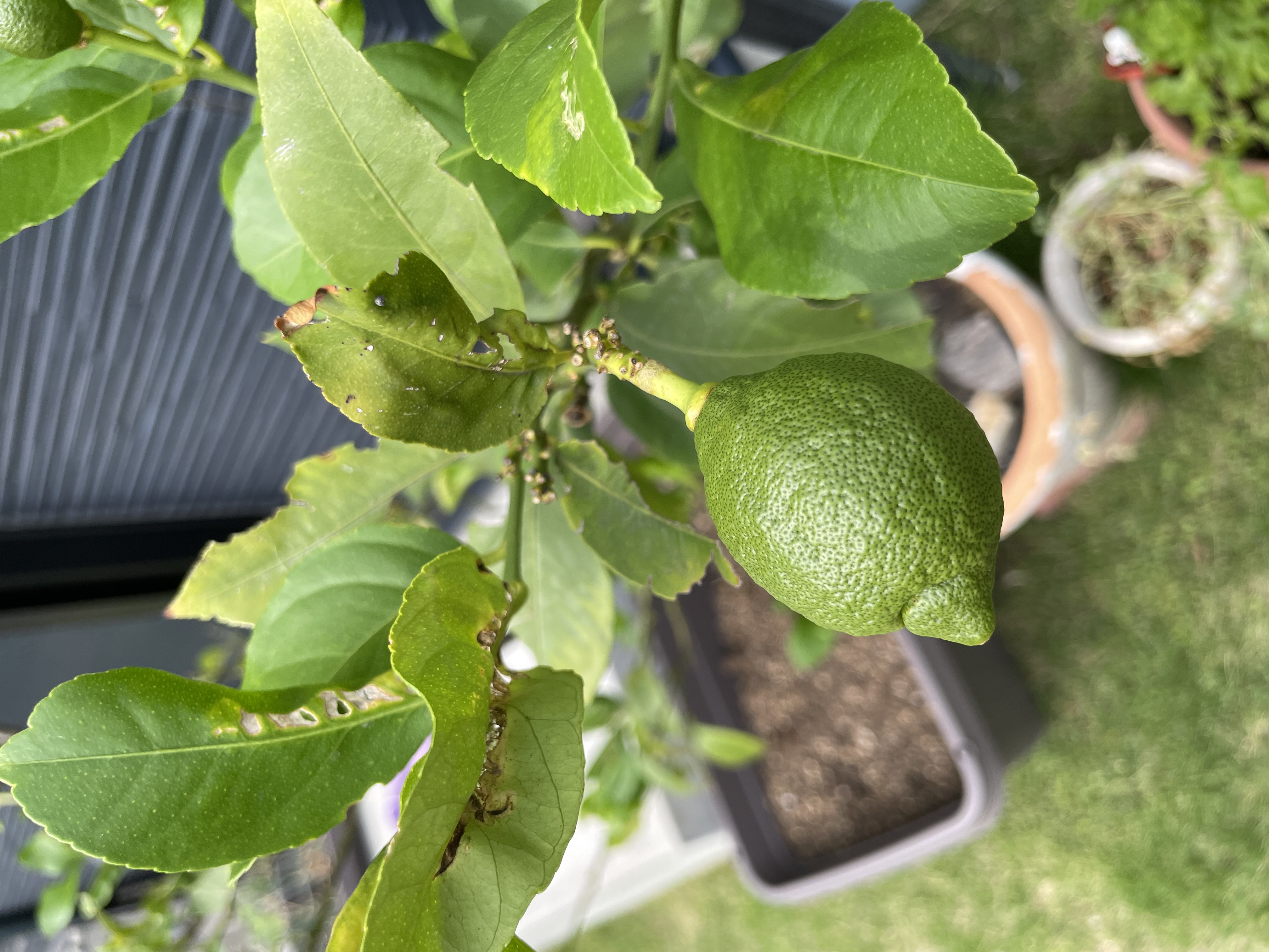lemon #2
