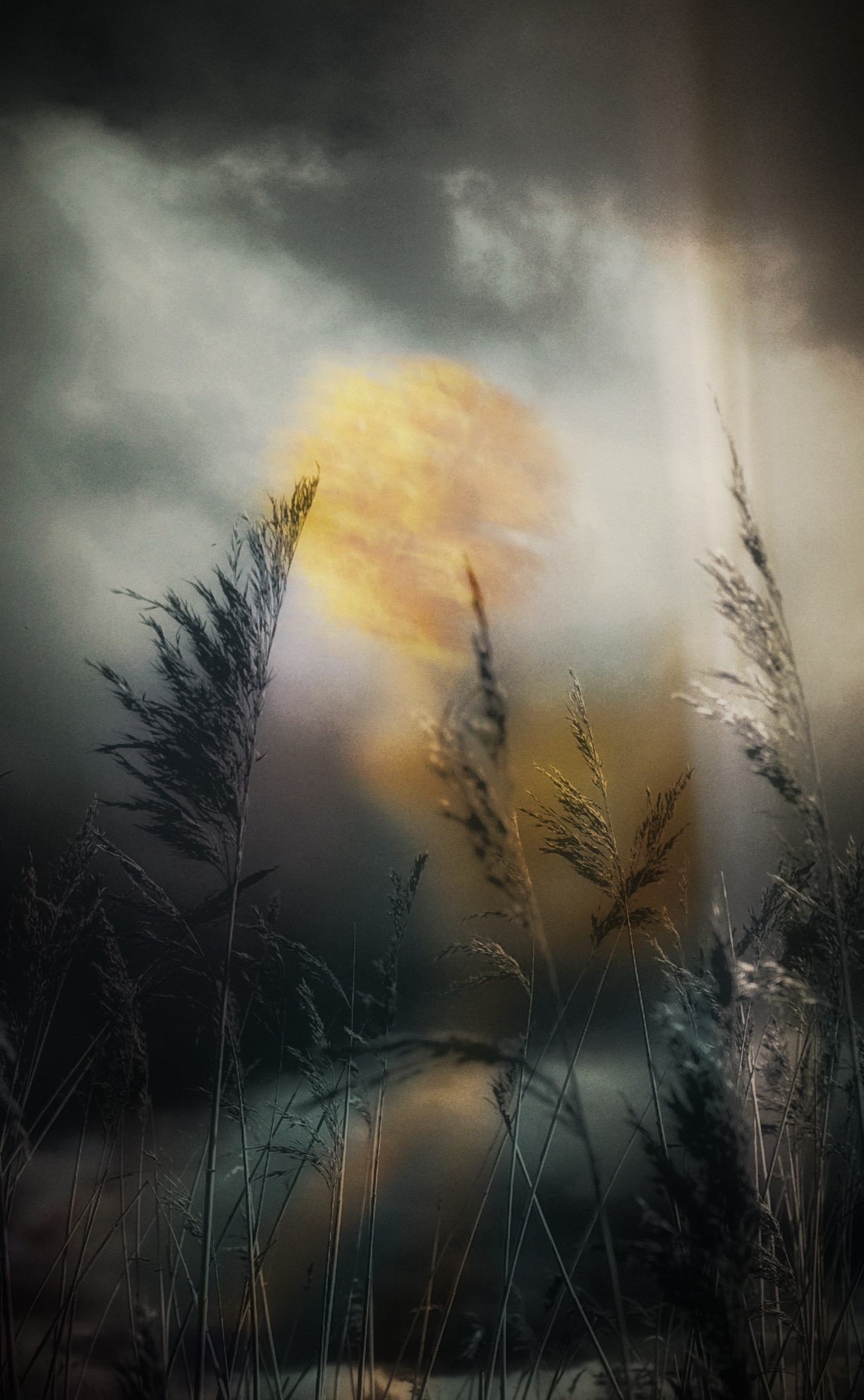 Midnight Sun