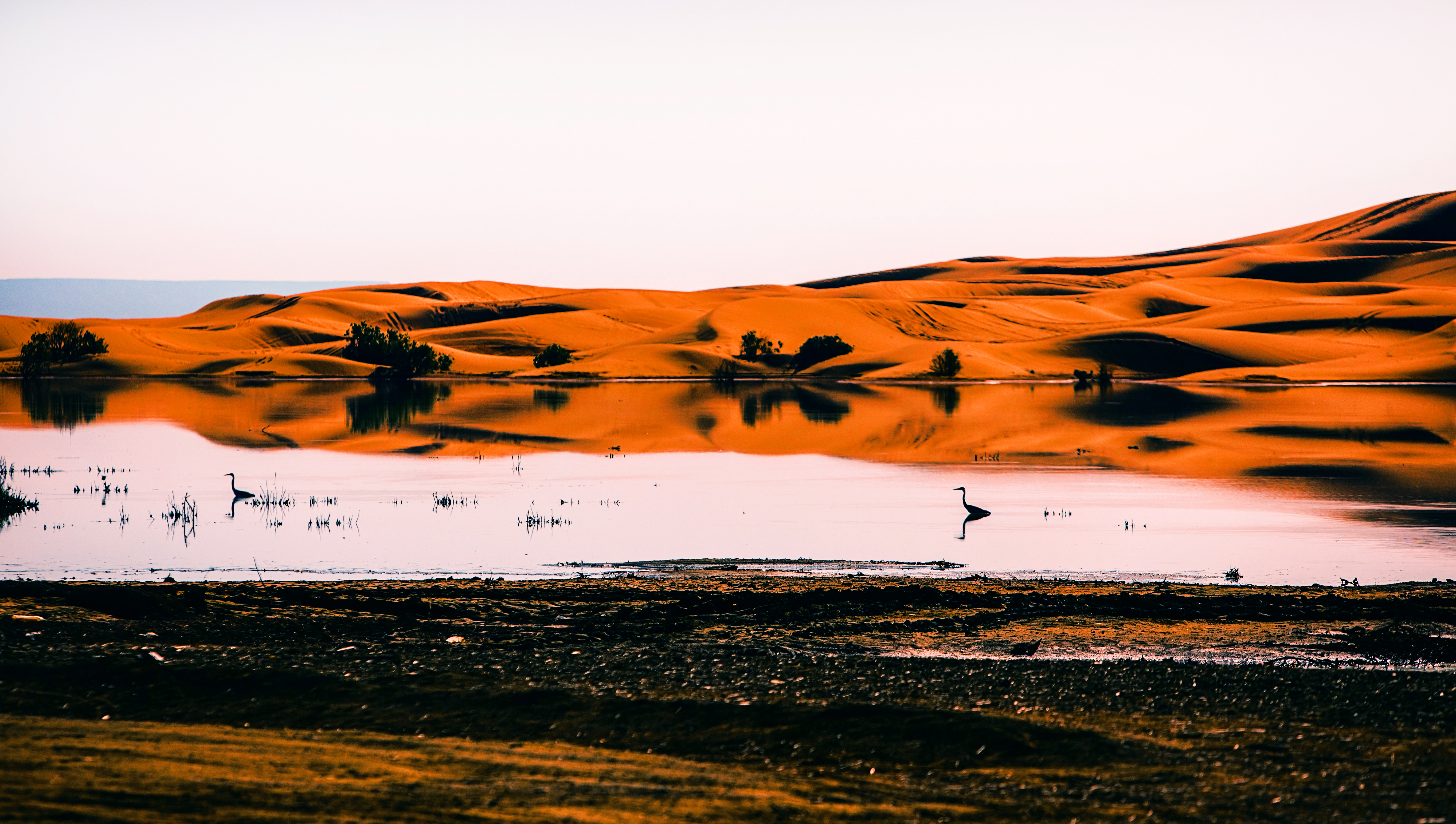 Birds of the Sahara #45