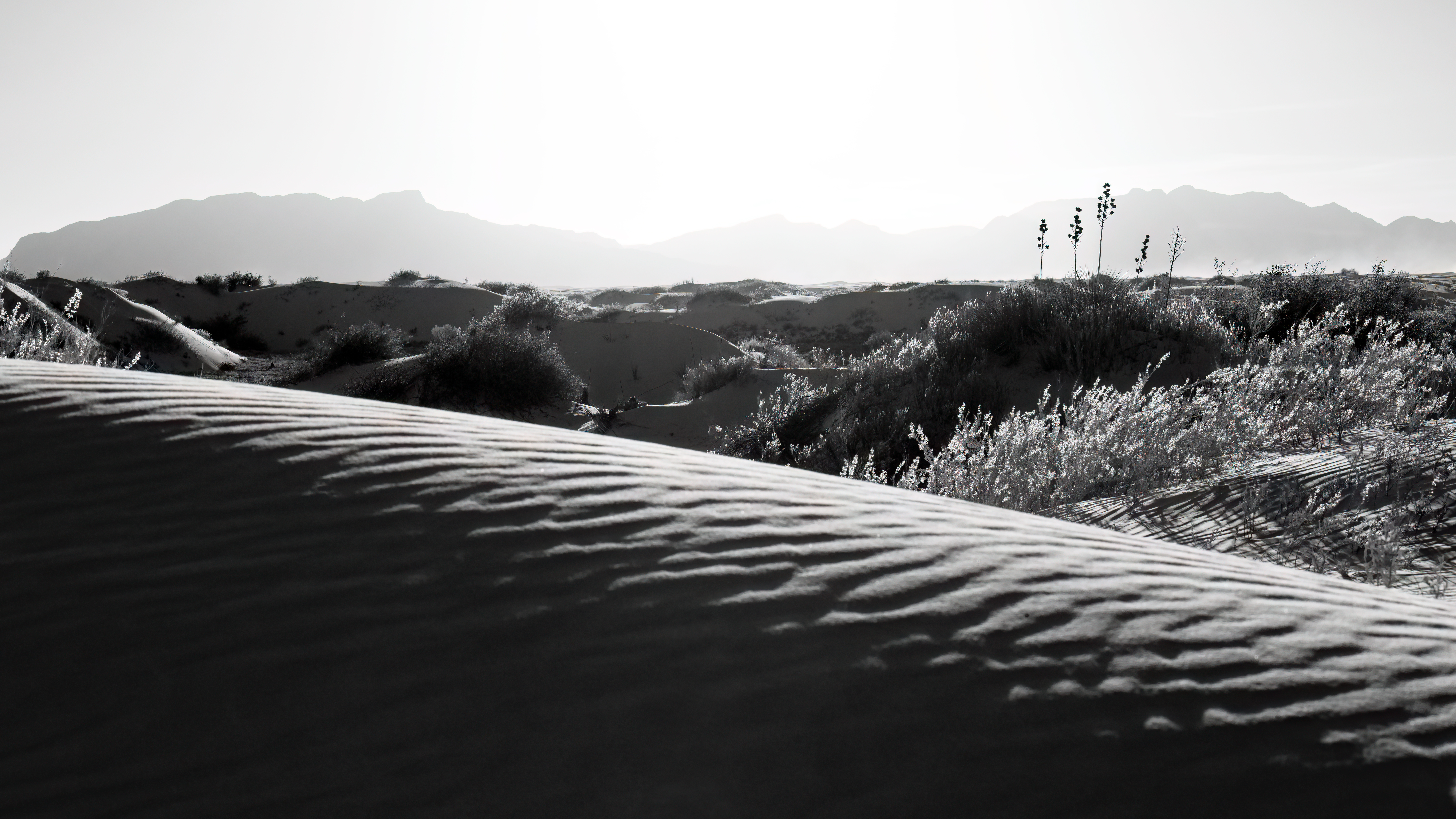 Dune Wrangler