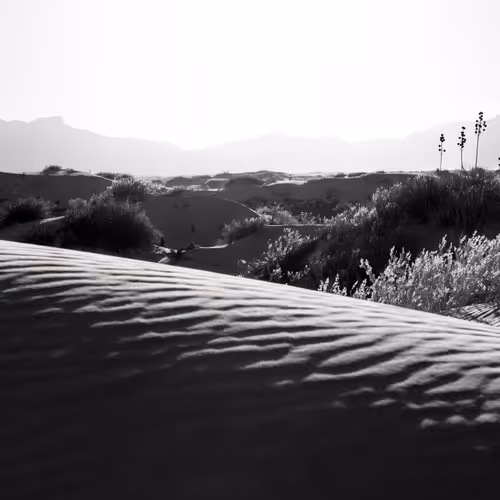 Dune Wrangler
