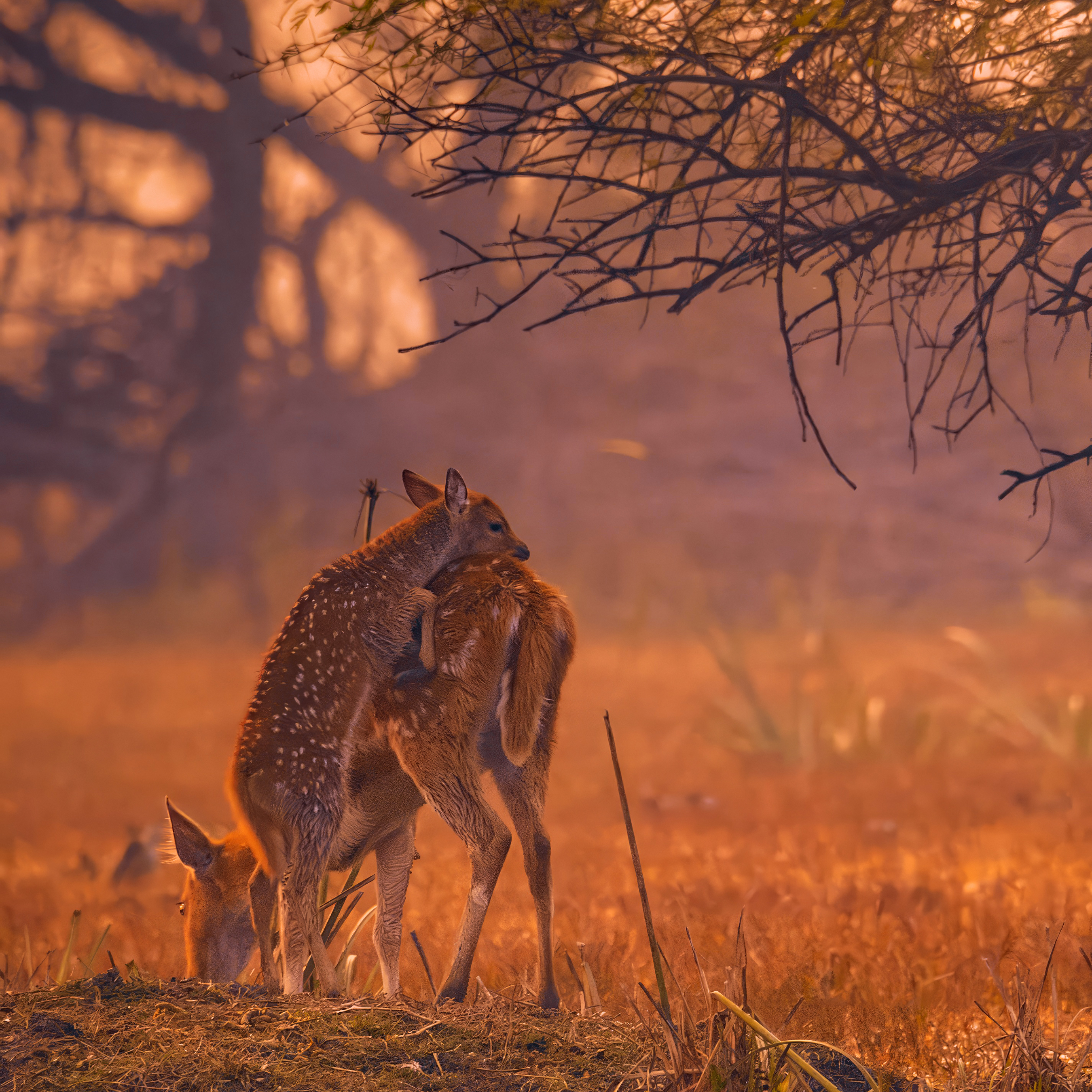 Mother & Fawn