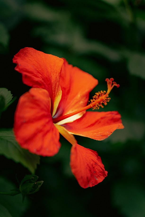 Tuesday Flower #45