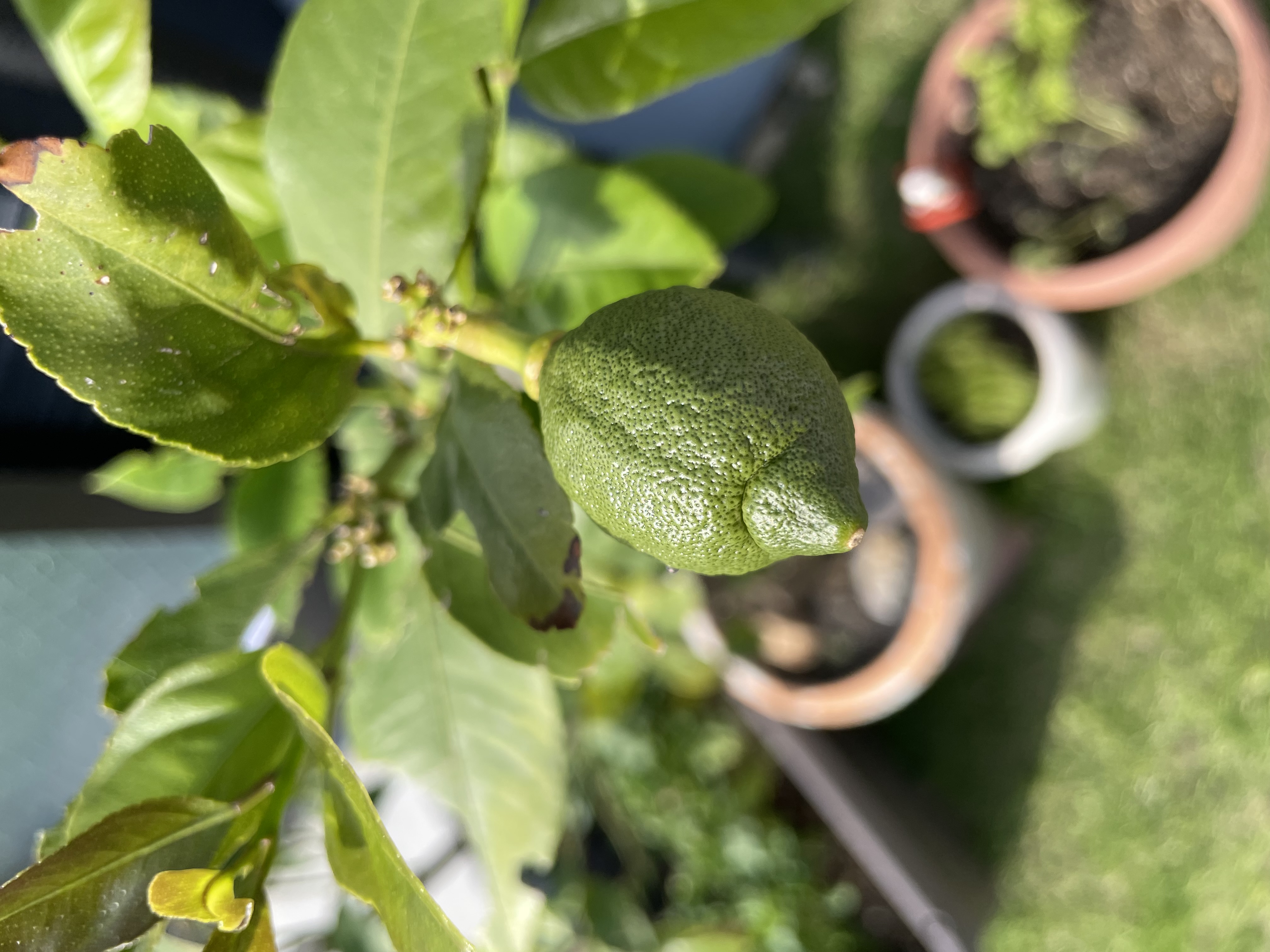 lemon #1