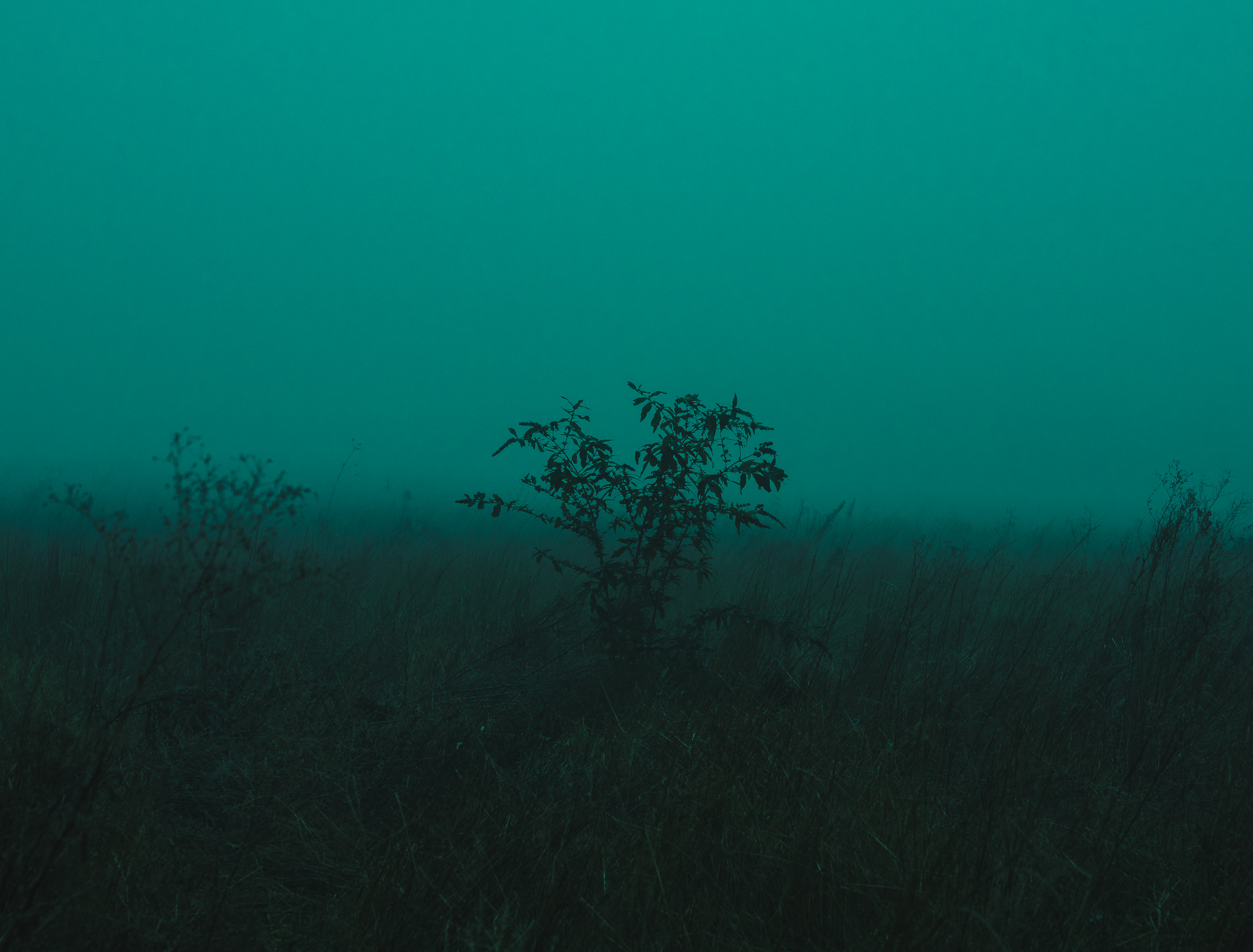 foggy nature