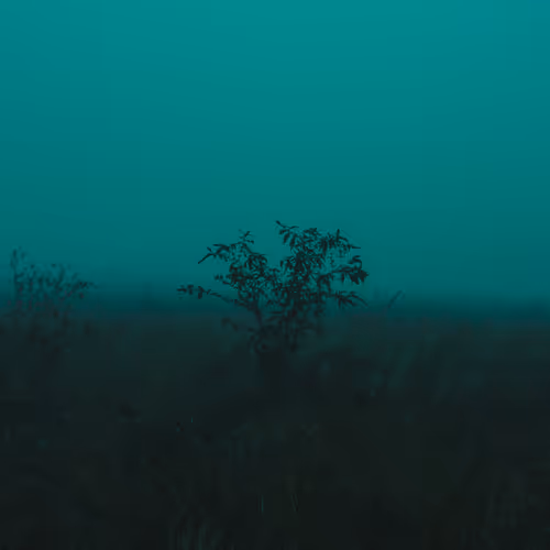 foggy nature
