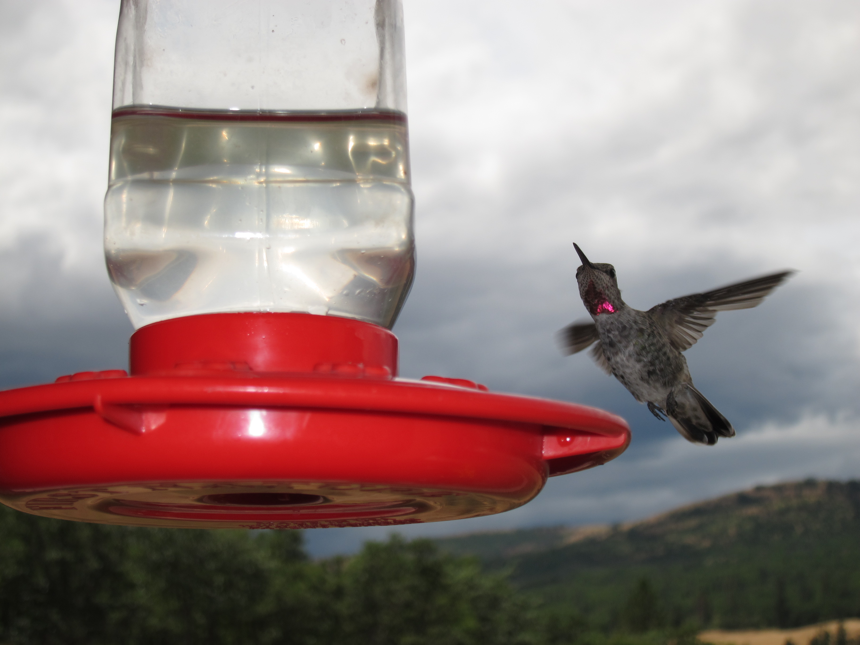 Ruby Throated