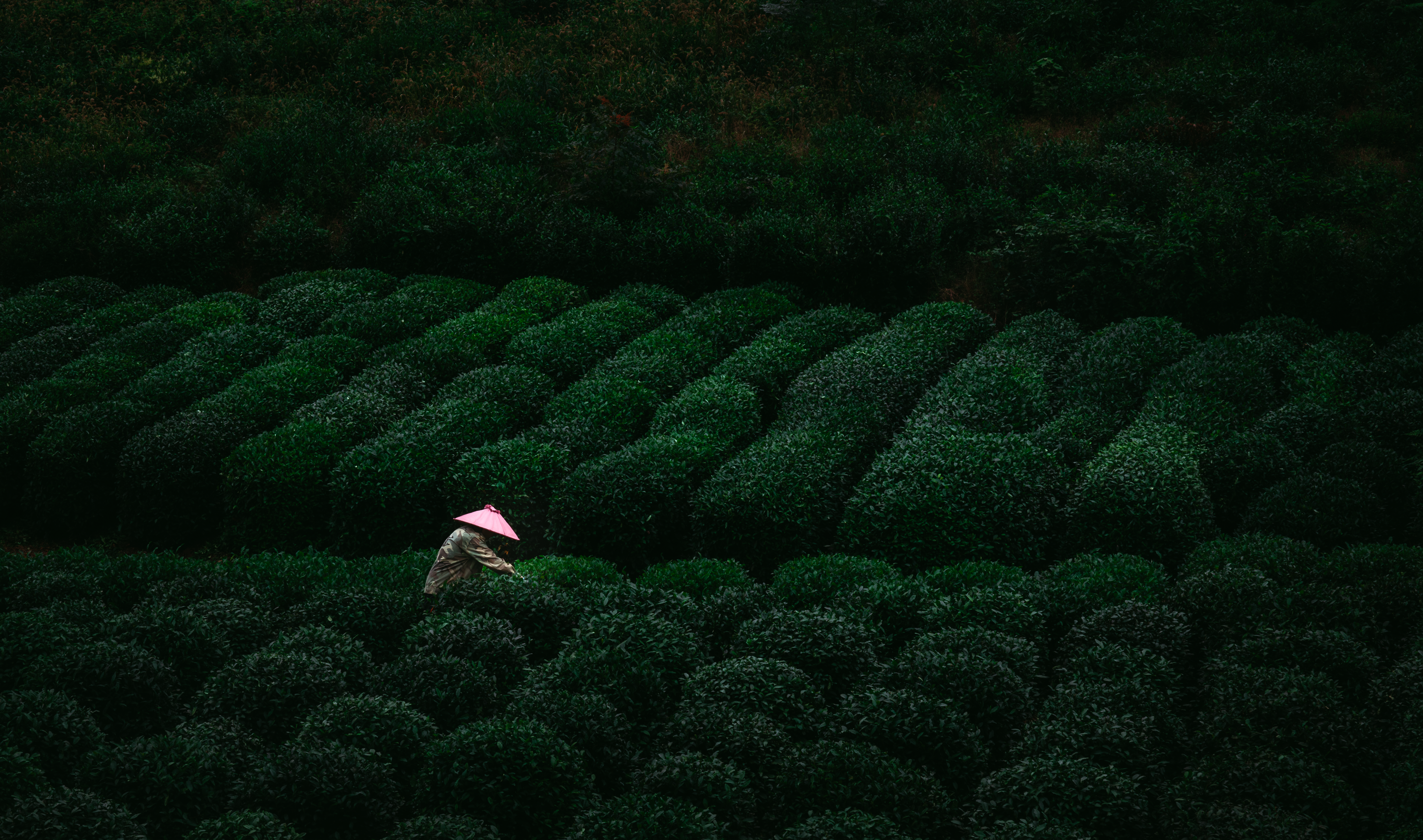 Among the Green Rows #15