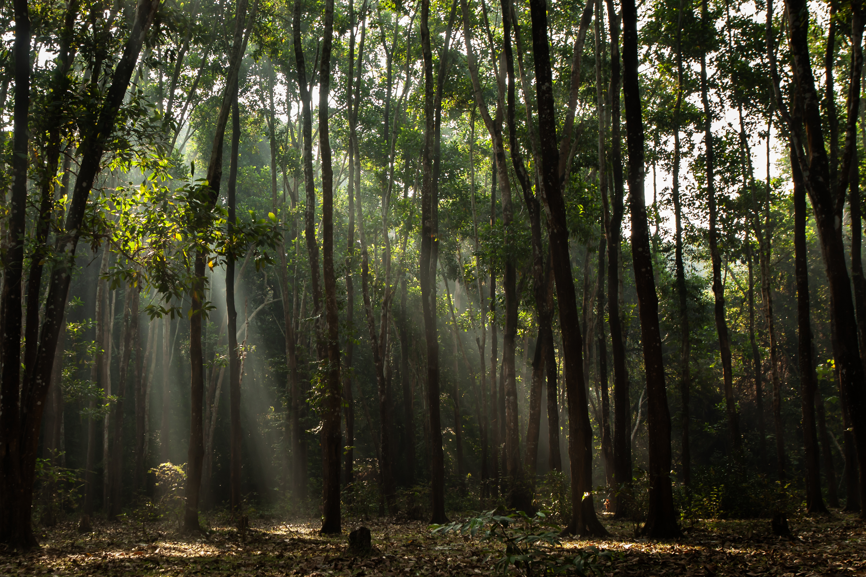 Morning Whispers