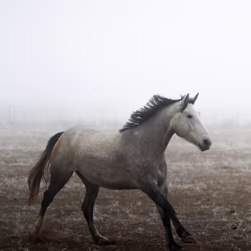 Unbridled