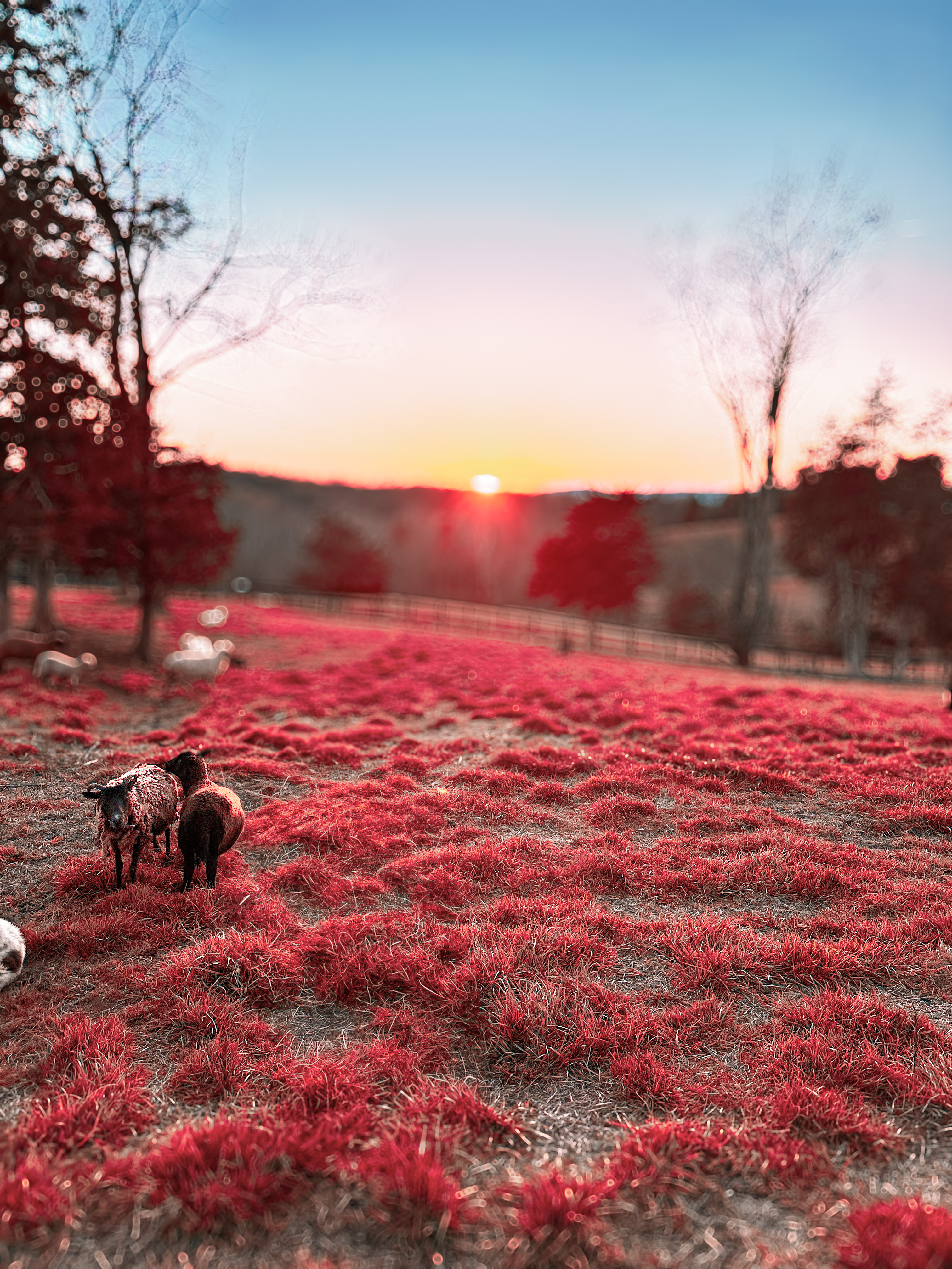 Little Mountain Farm #37