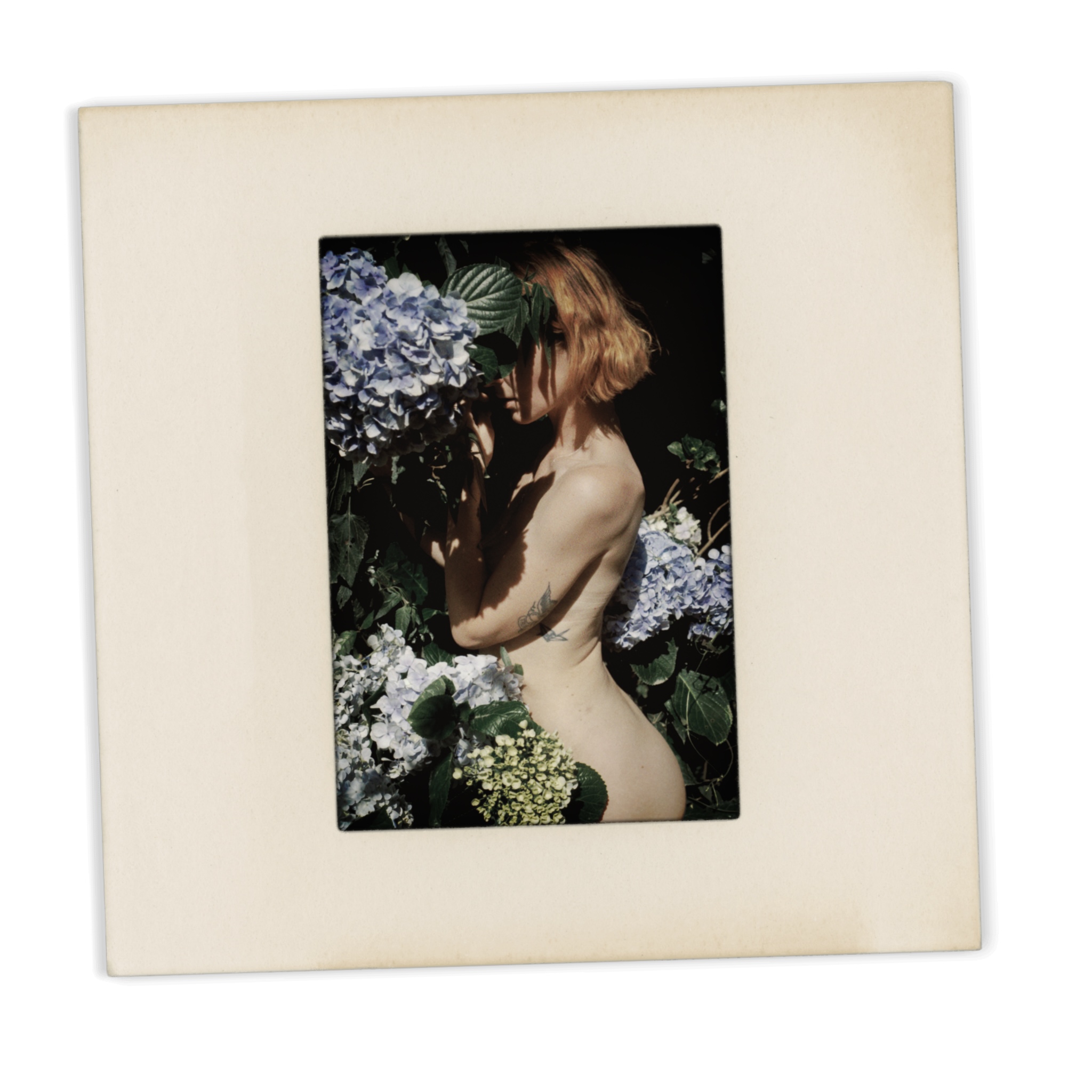  hydrangea