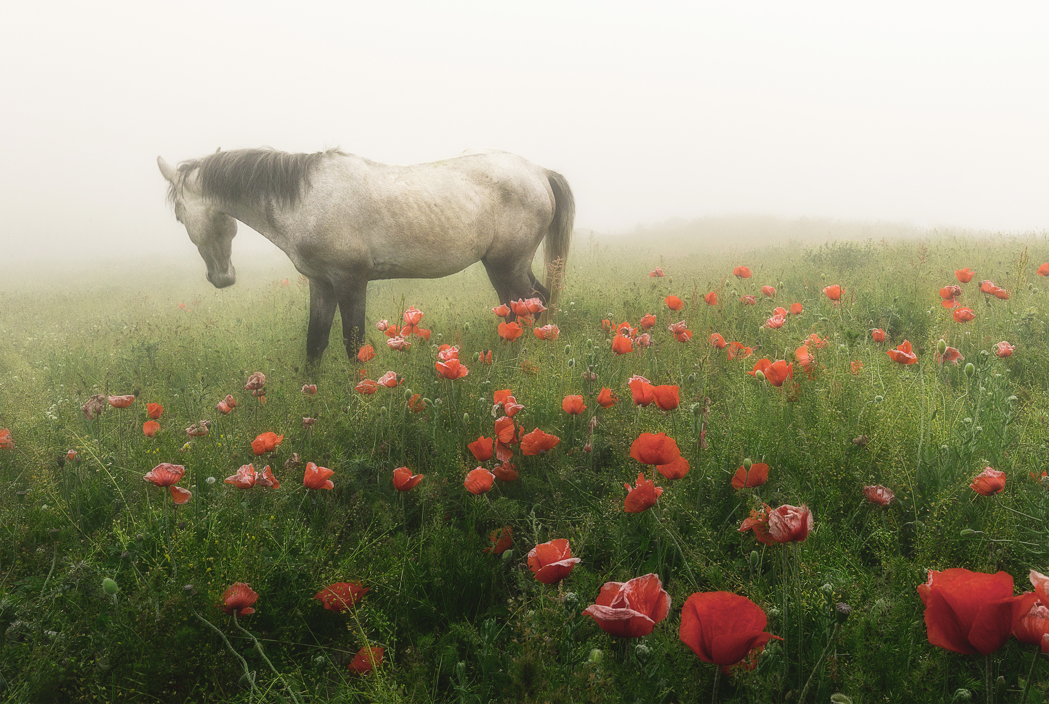 Wild Horse