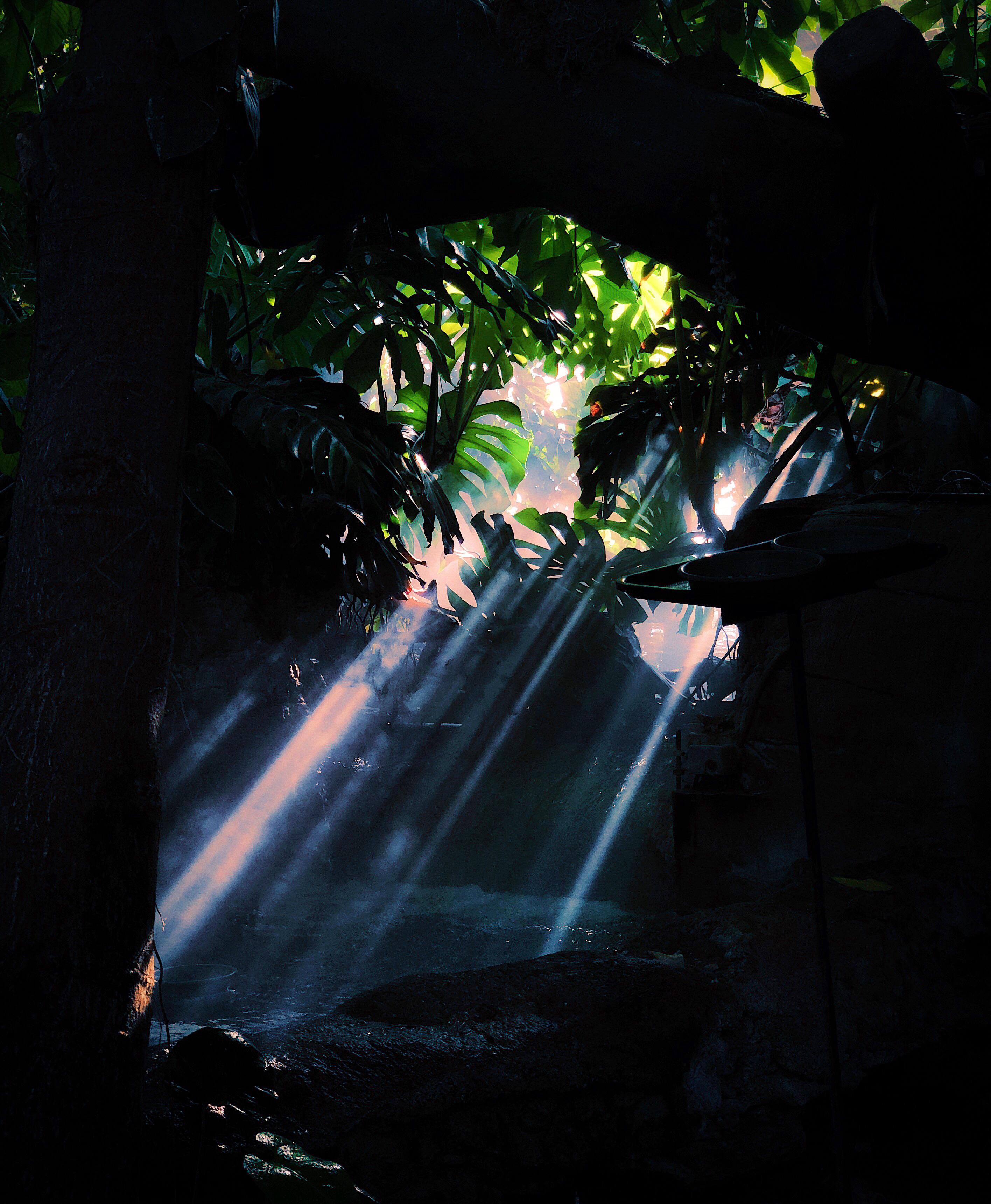 Through the Monstera Leaves