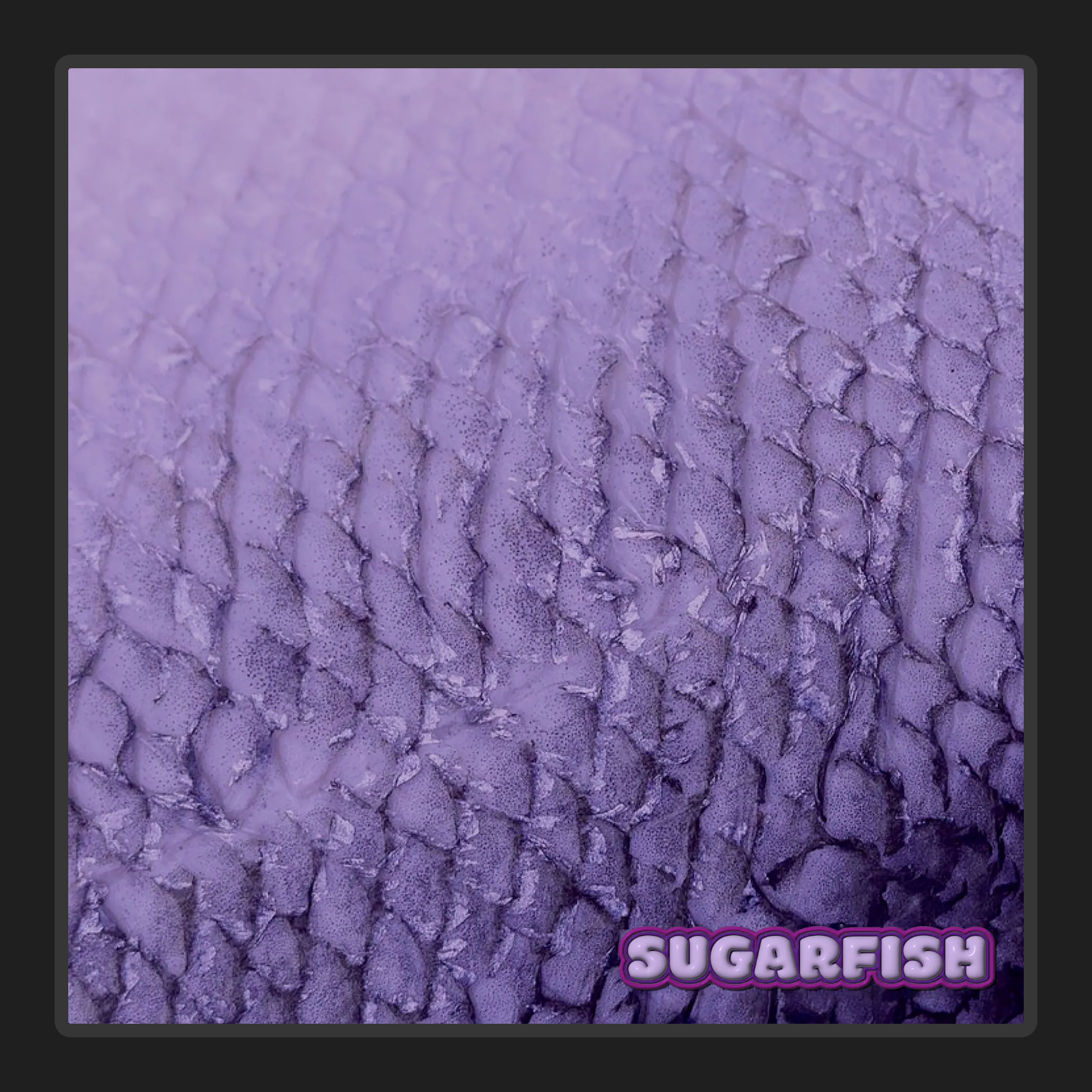 SUGARFISH - Free #770