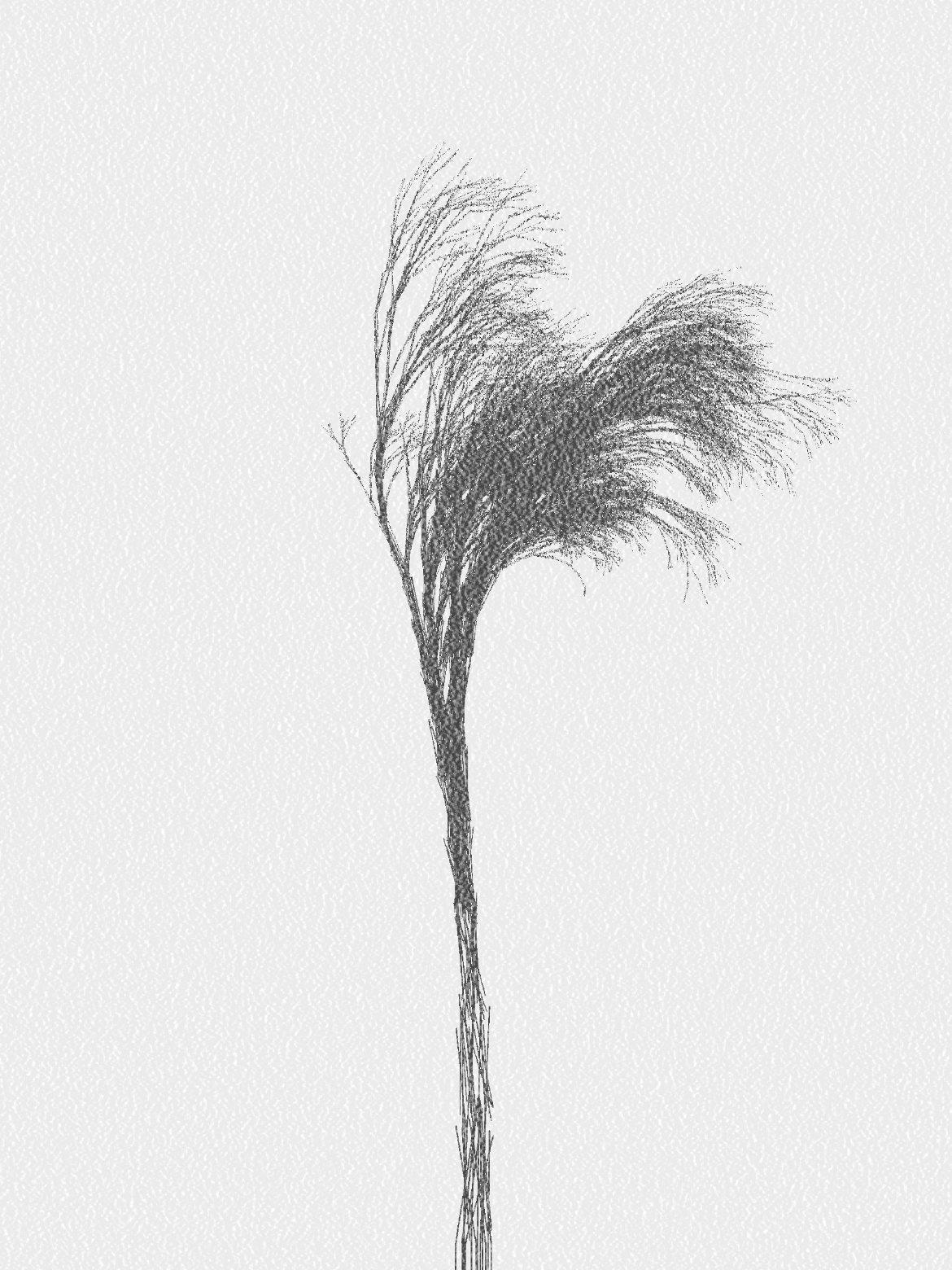 What does wind look like?