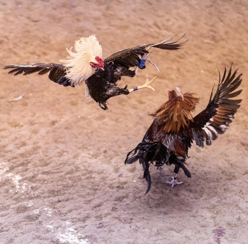 Documentary. Cockfighting @ Philippines