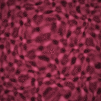 FlowSigil #306