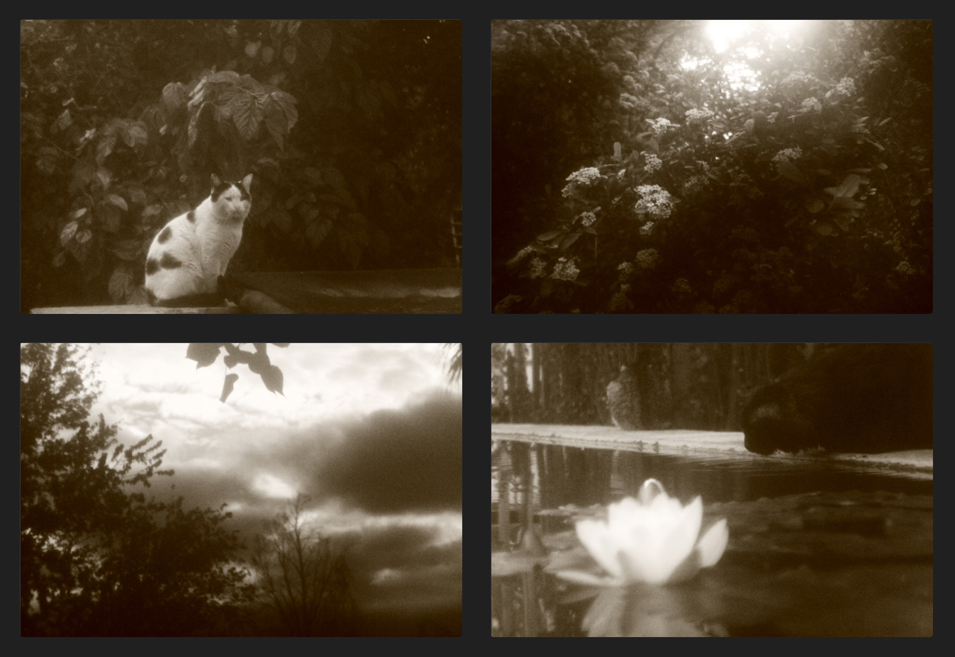 From the garden