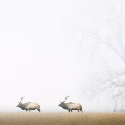 Out of the Mist