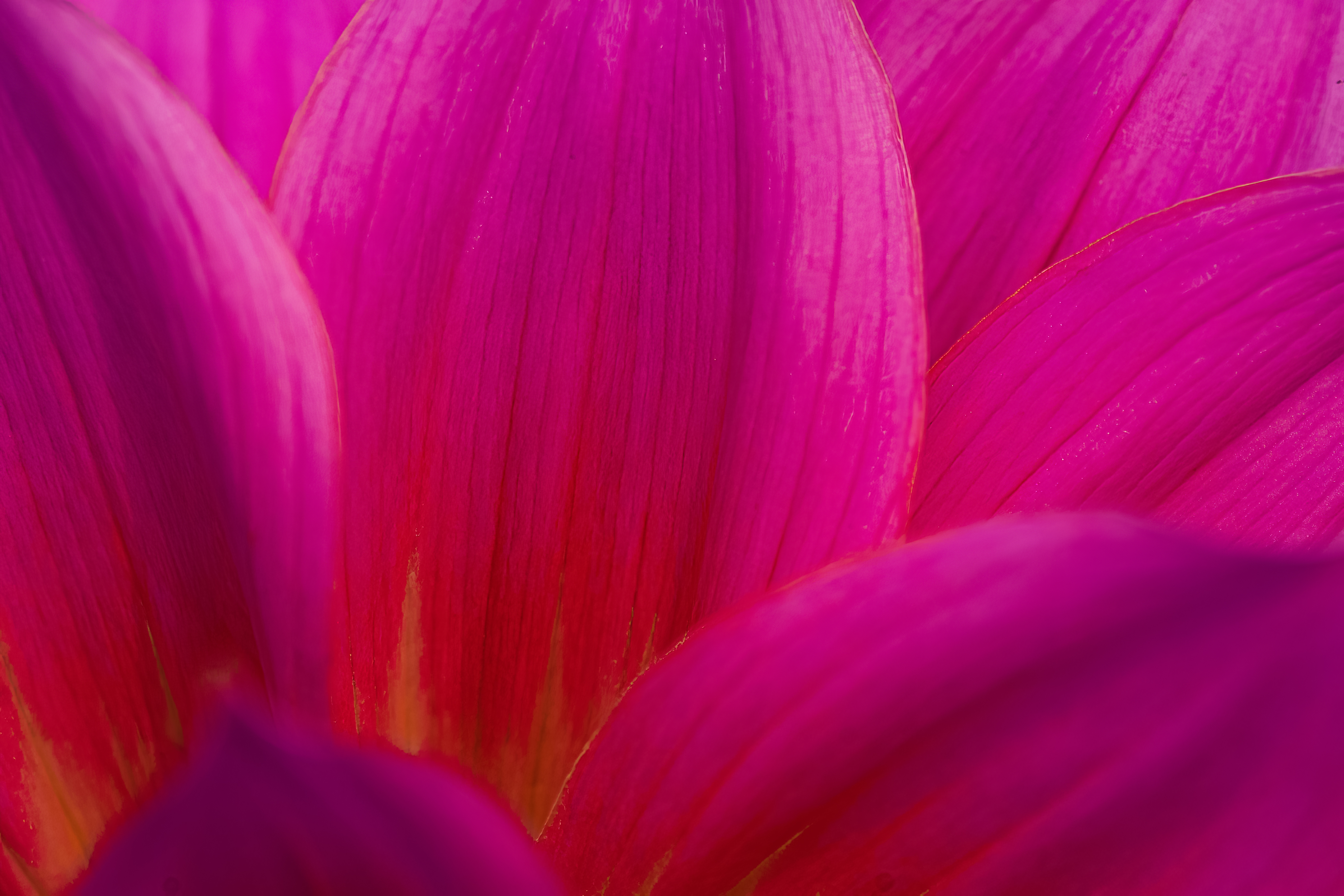 Dahlia 💮🌼🌺