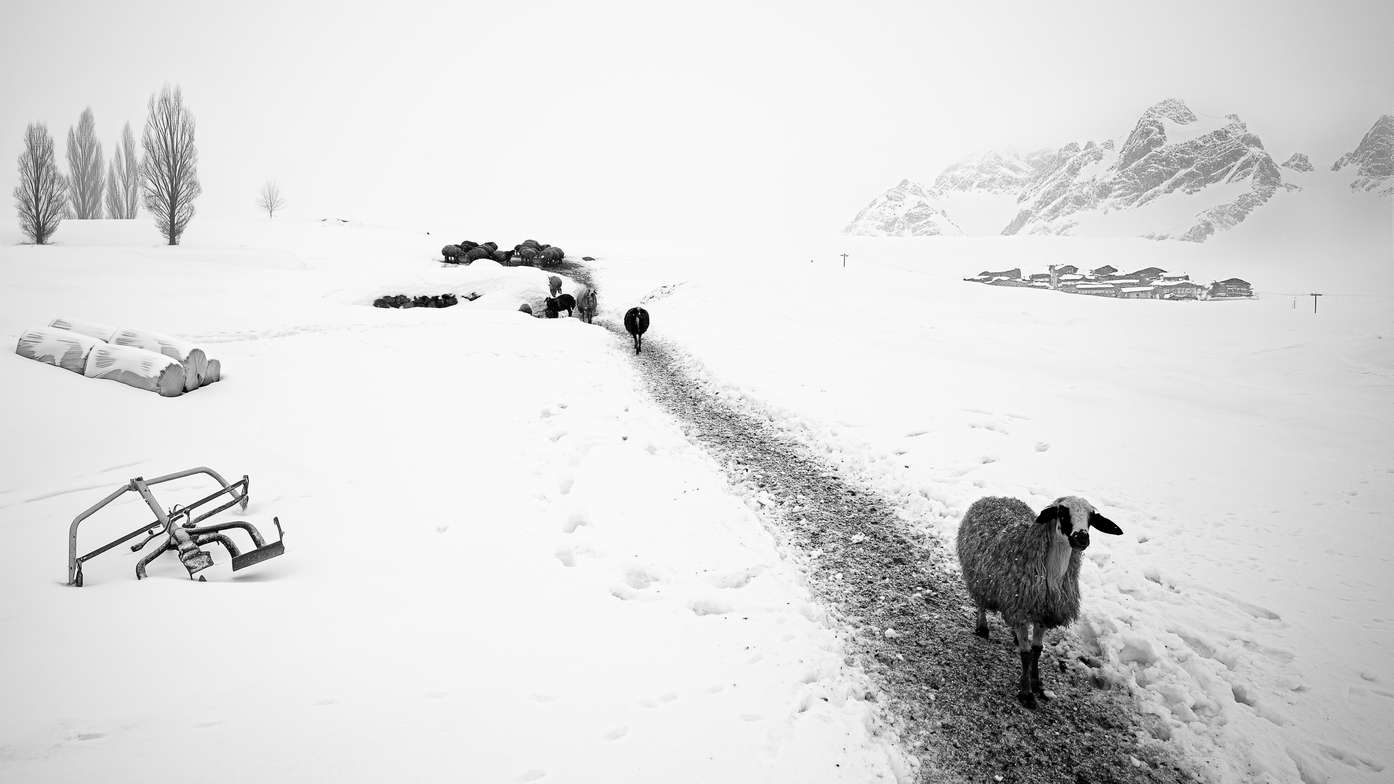 Life on Snow
