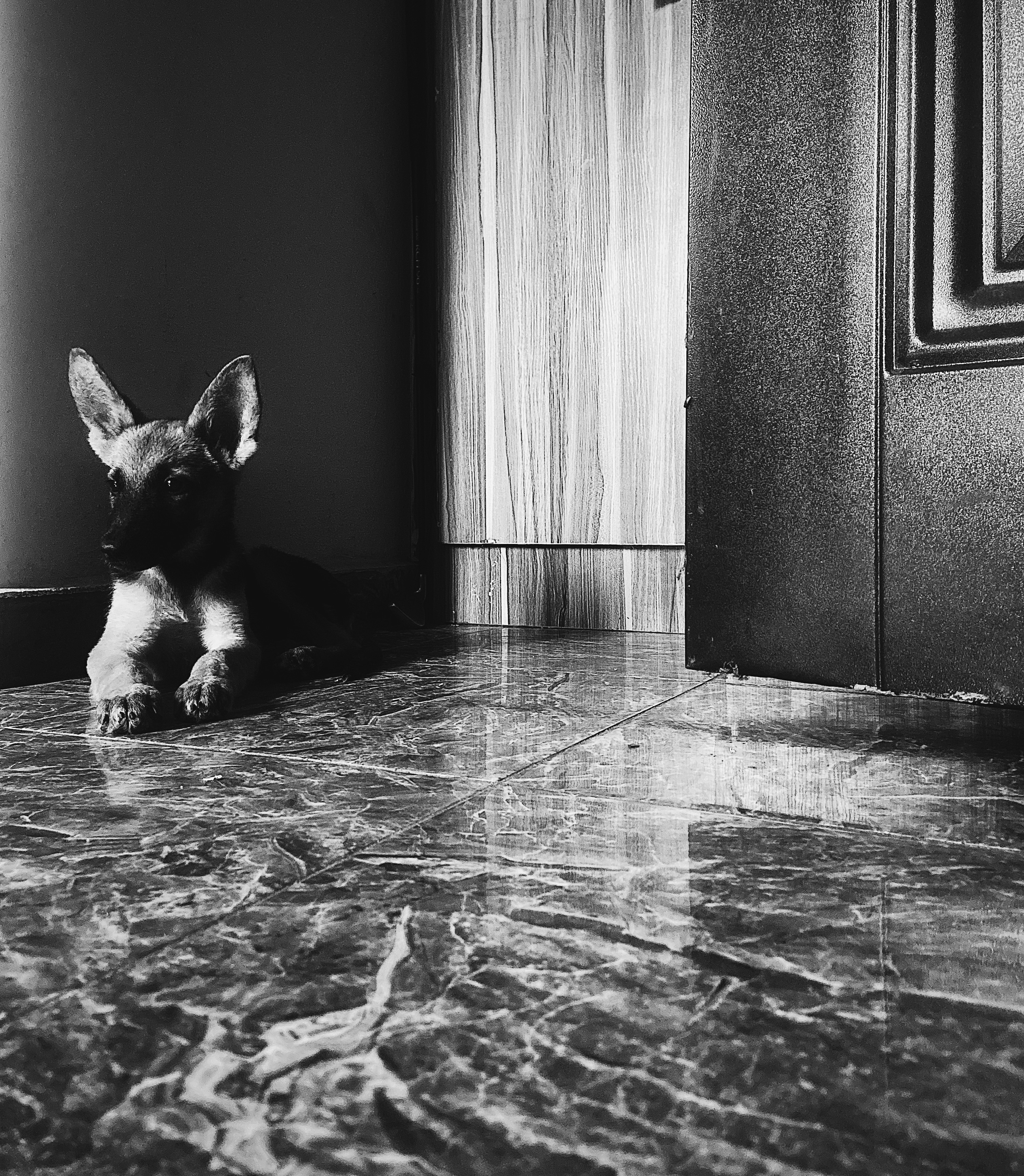 Bailey(My dog) #21