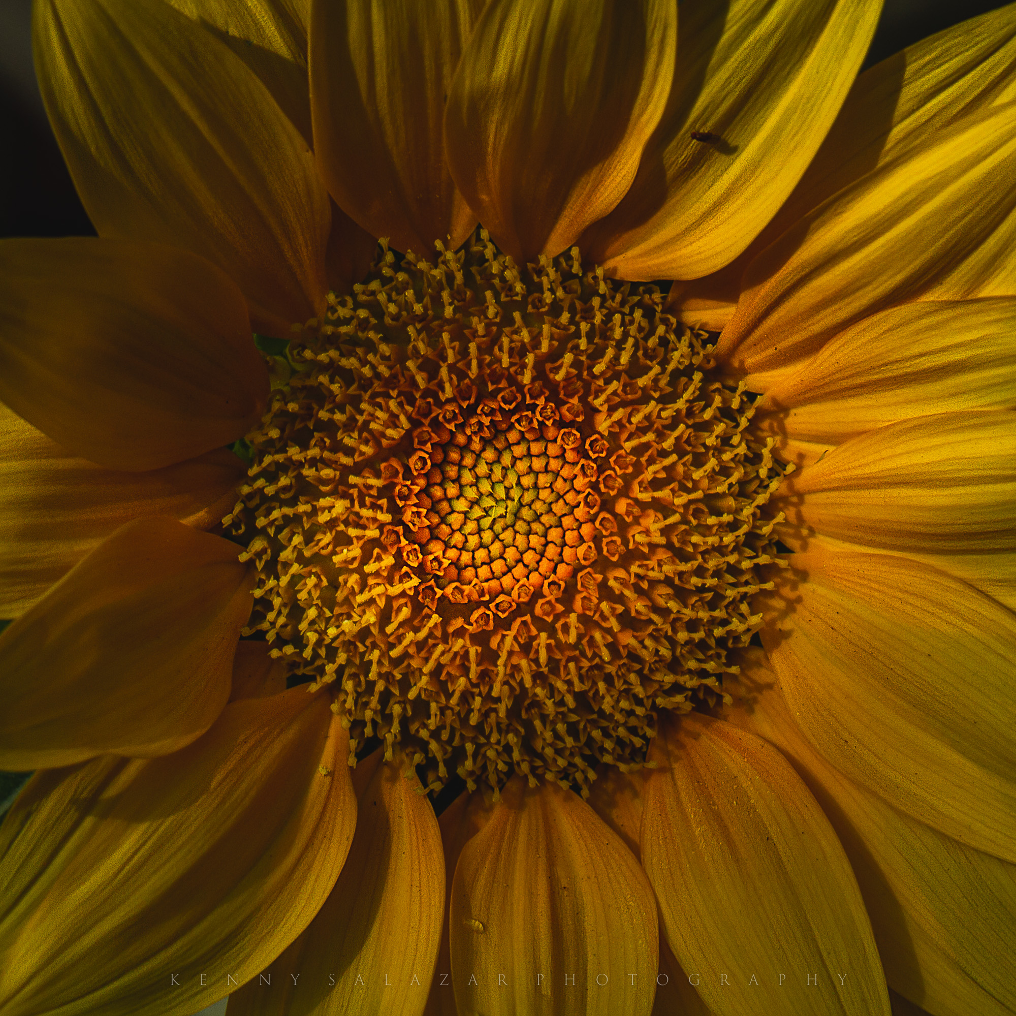 Sunny Textures