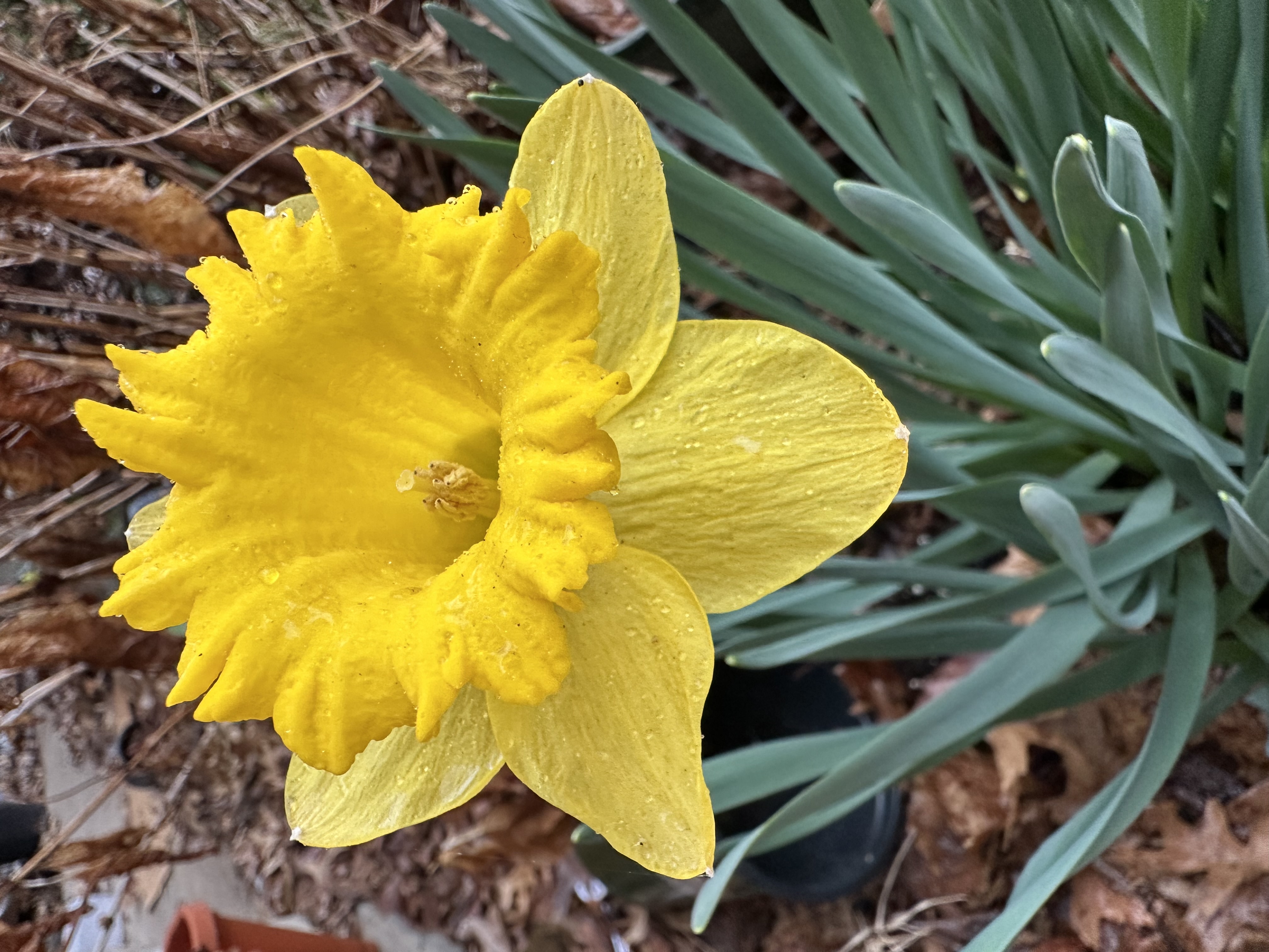 Daffodil In The Rain #7