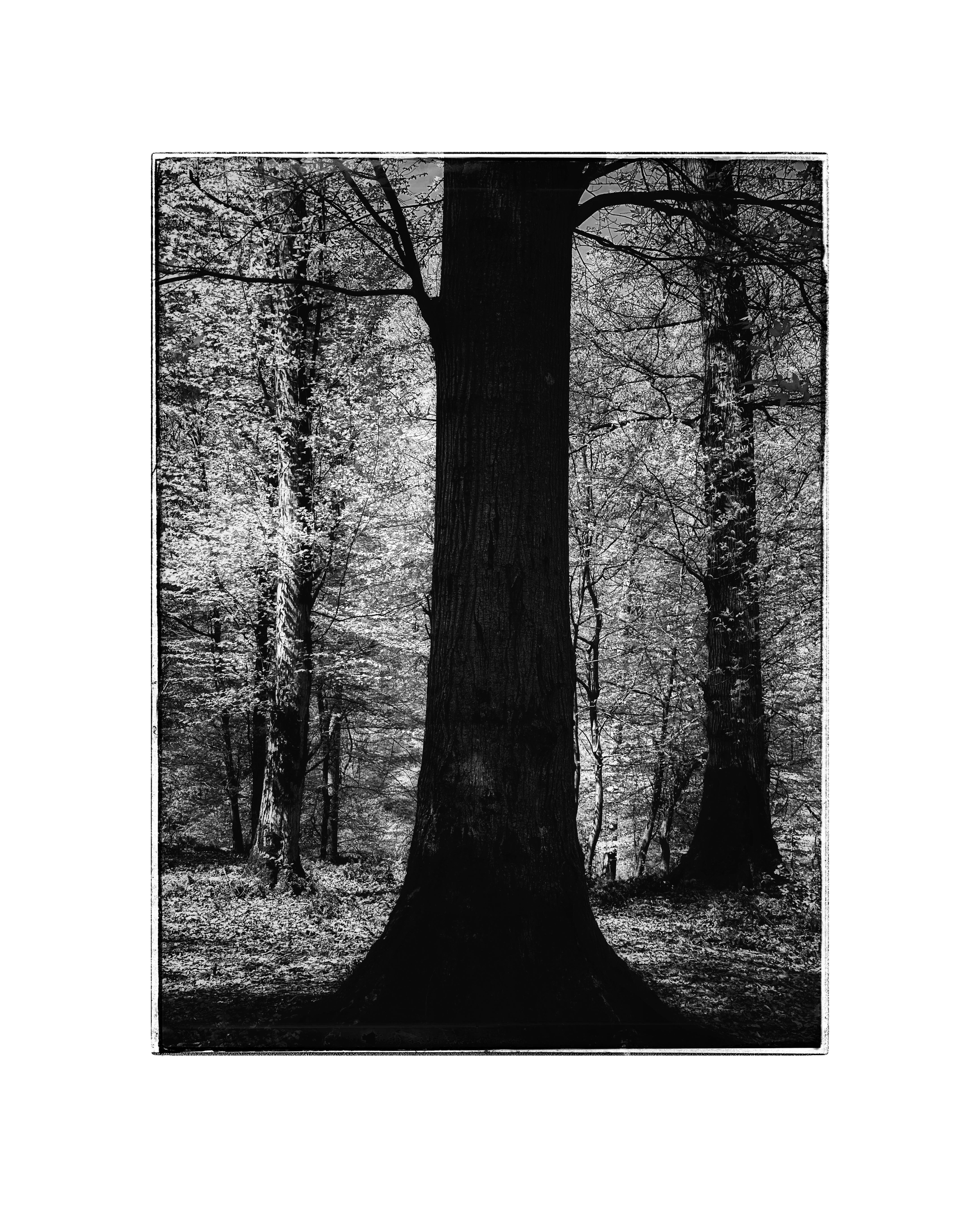 Trees 30Mar2025 #60