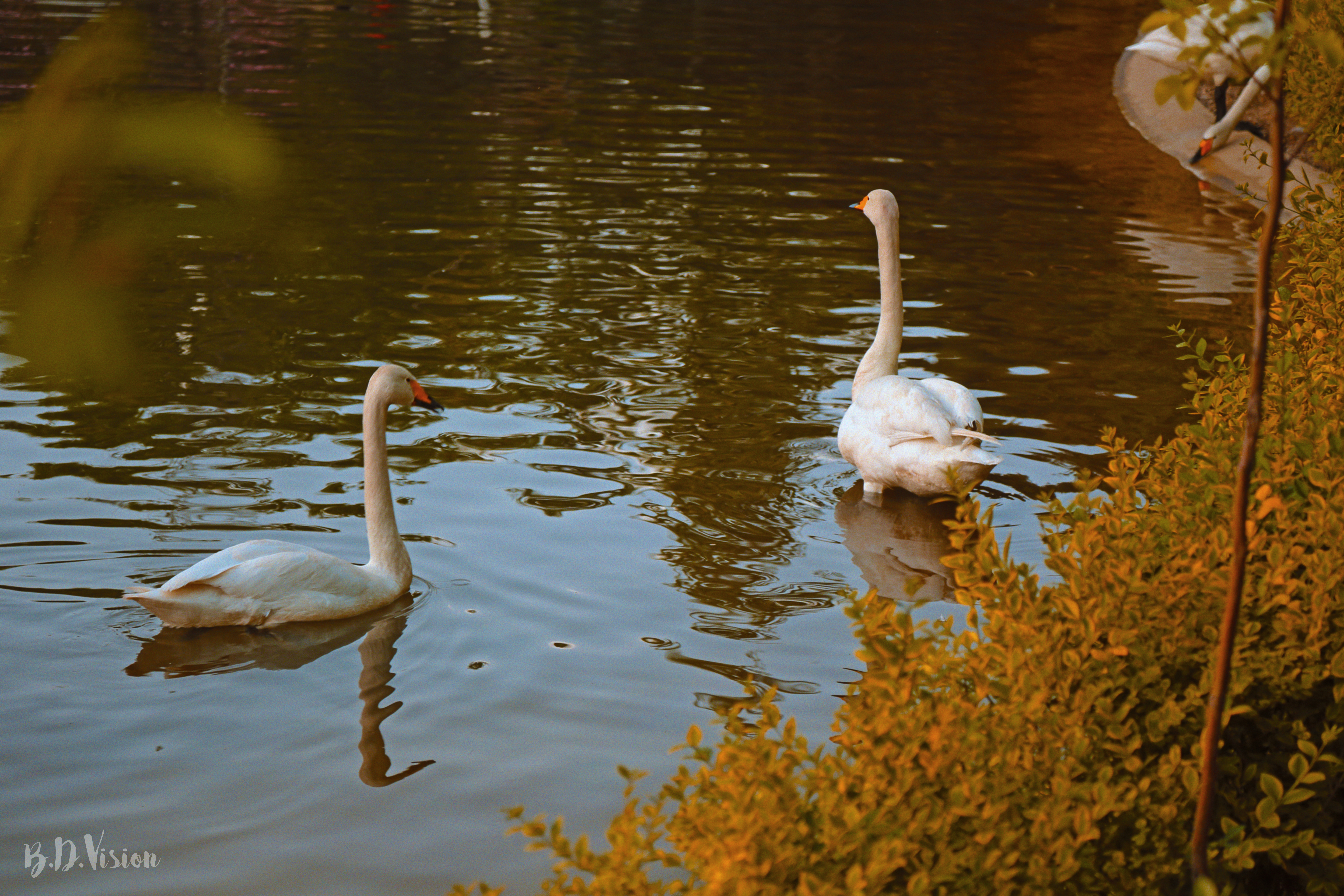 Serenade of Swans #49