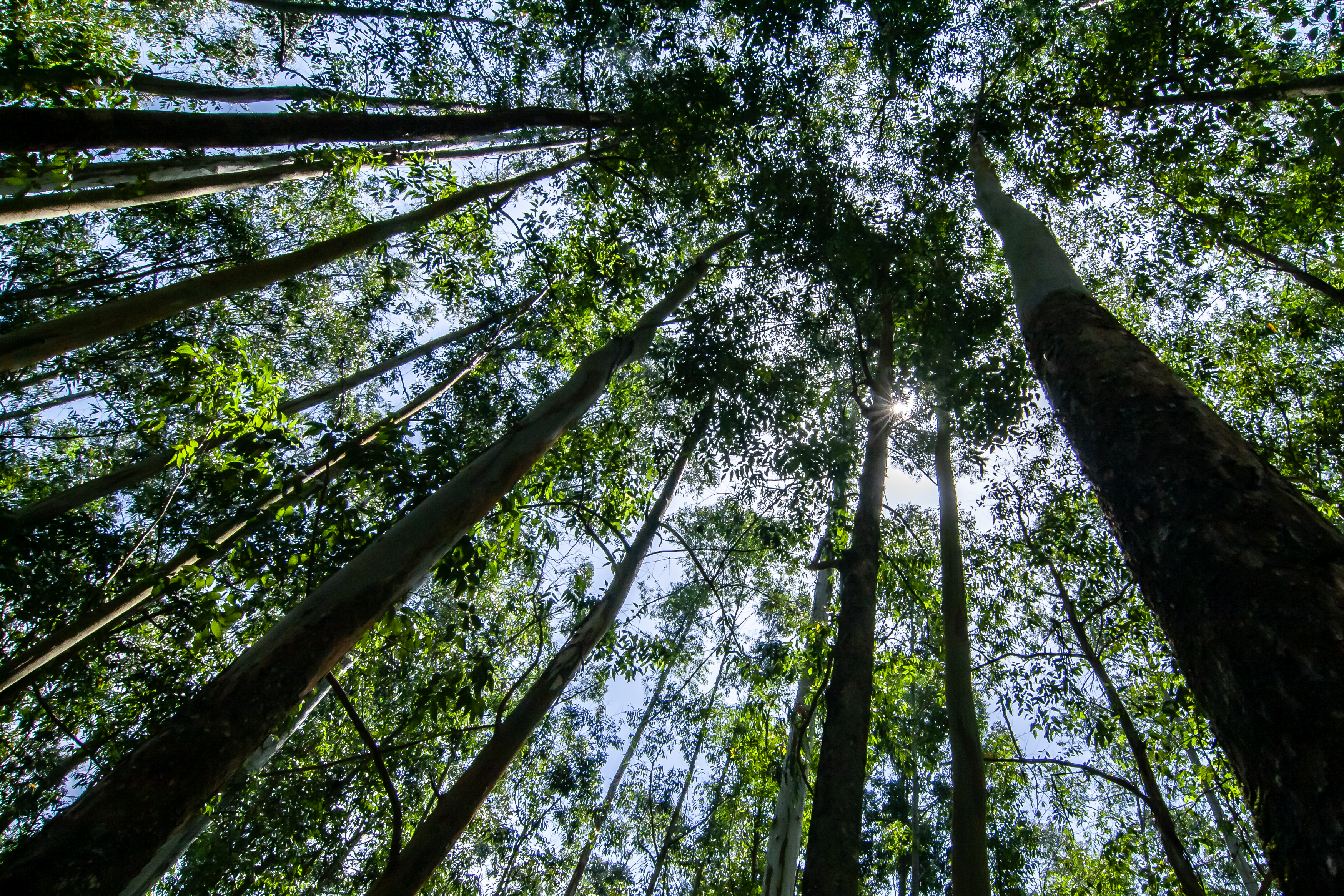  Canopy of life