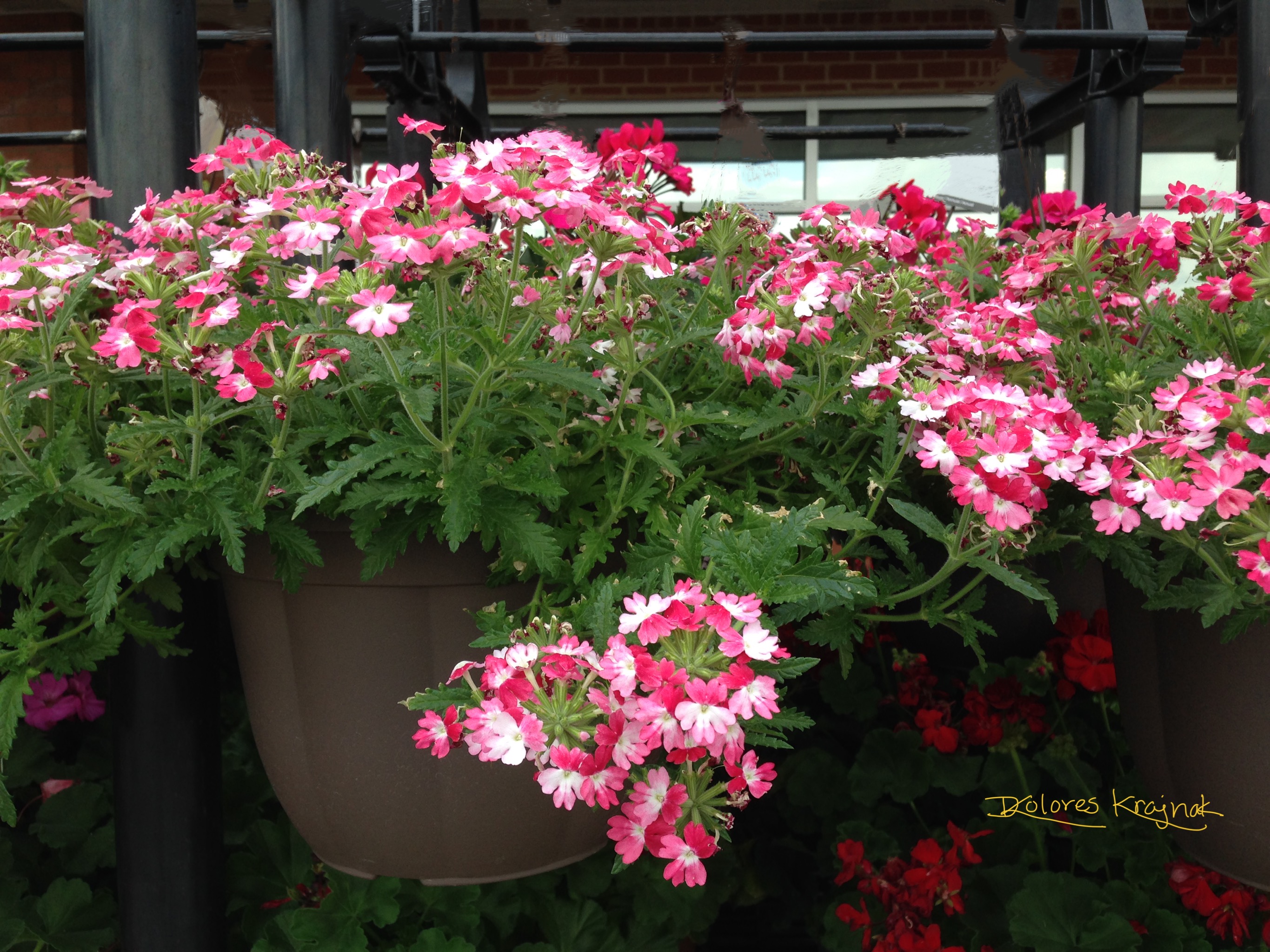 Pink Verbena #37