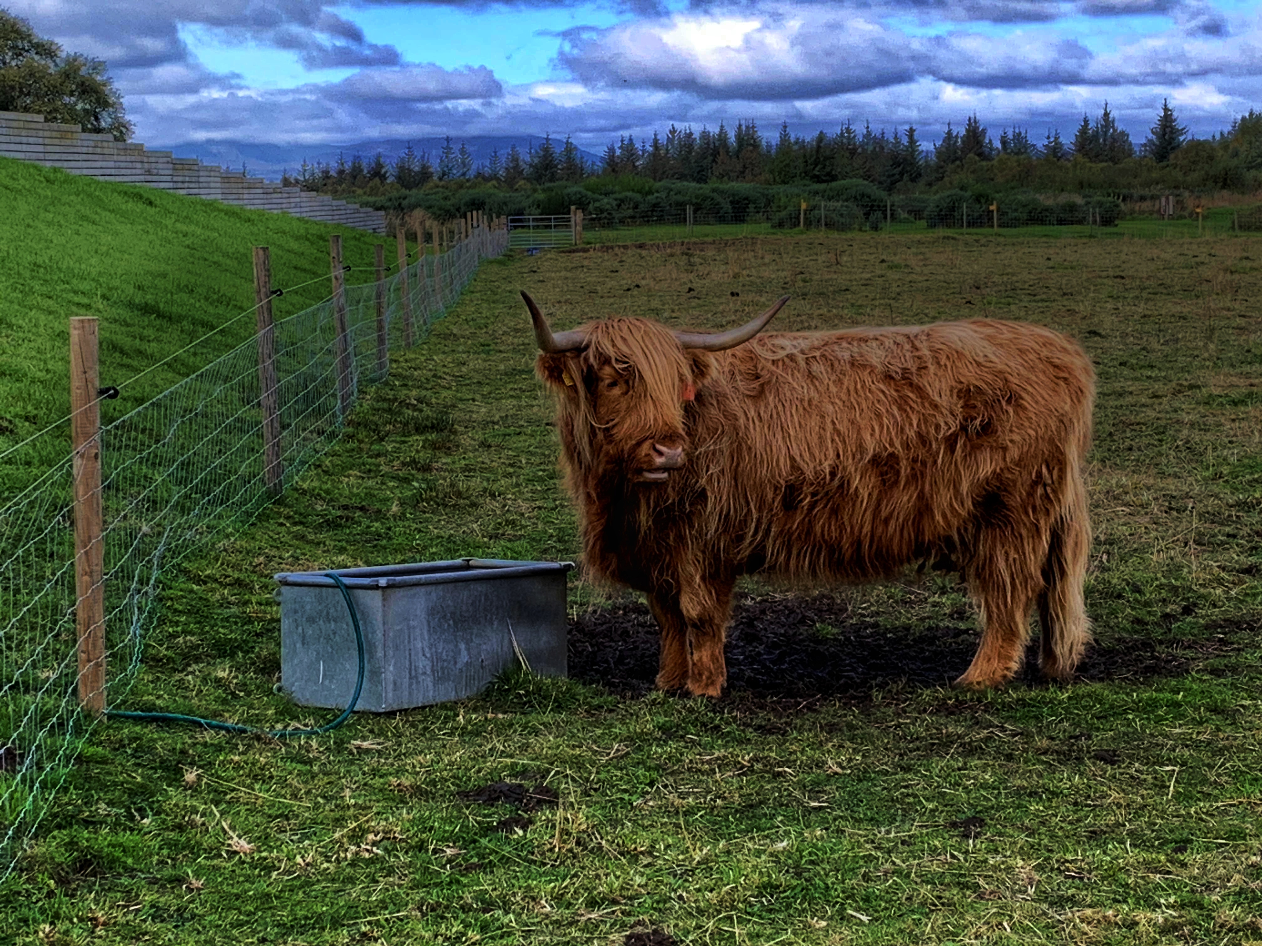 A Lonely Scottish Coo