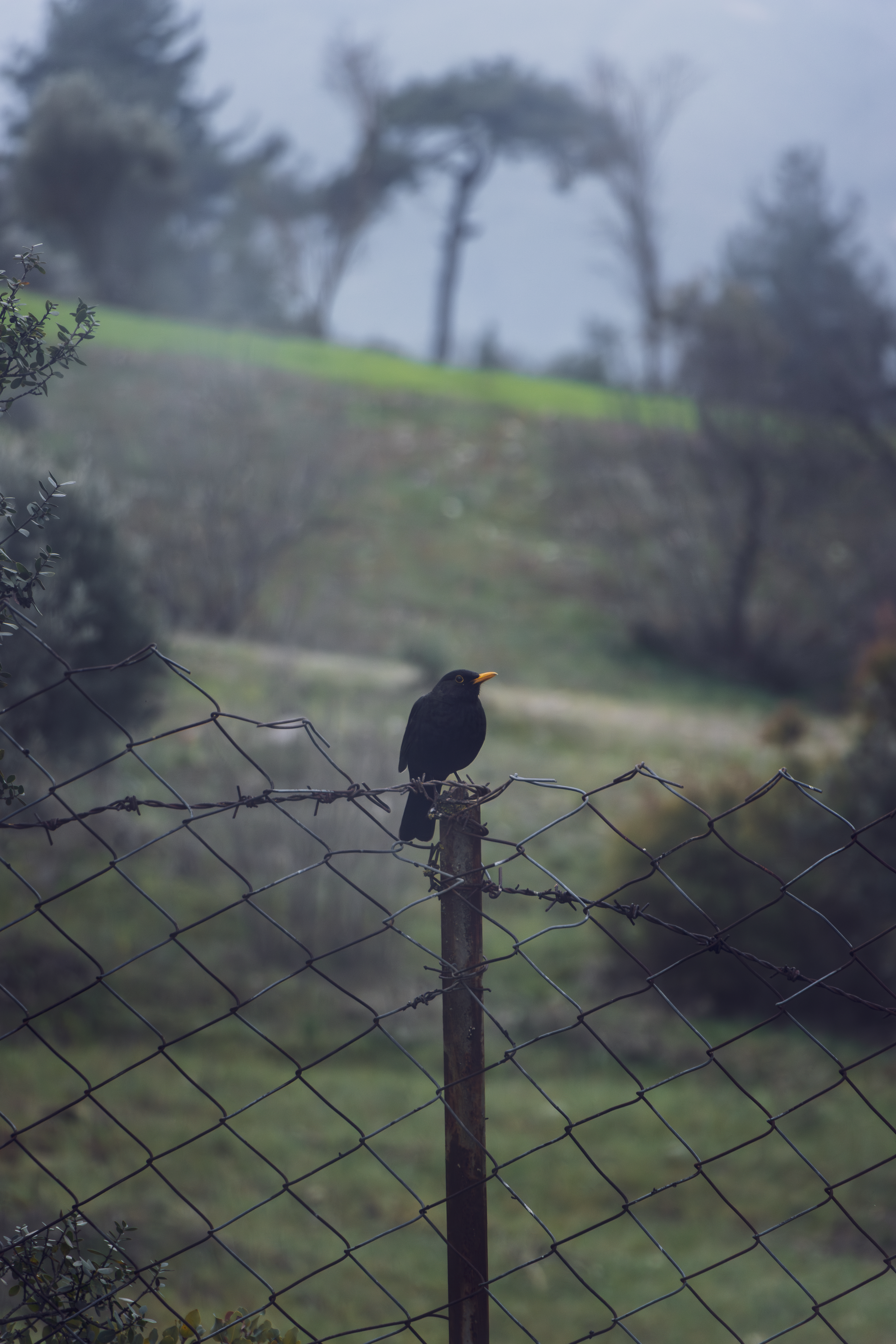 Turdus Merula #17