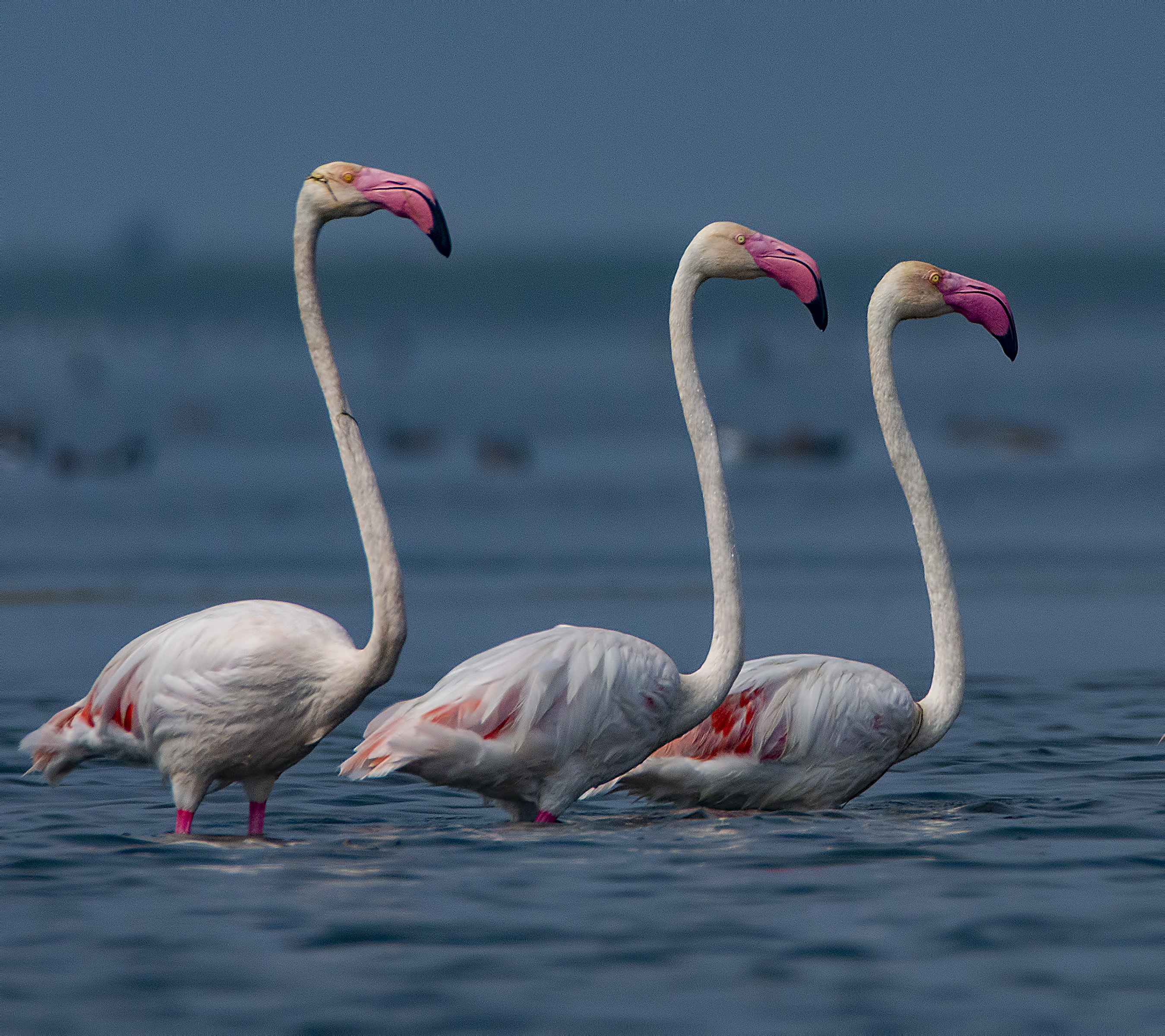 Greater Flamingo