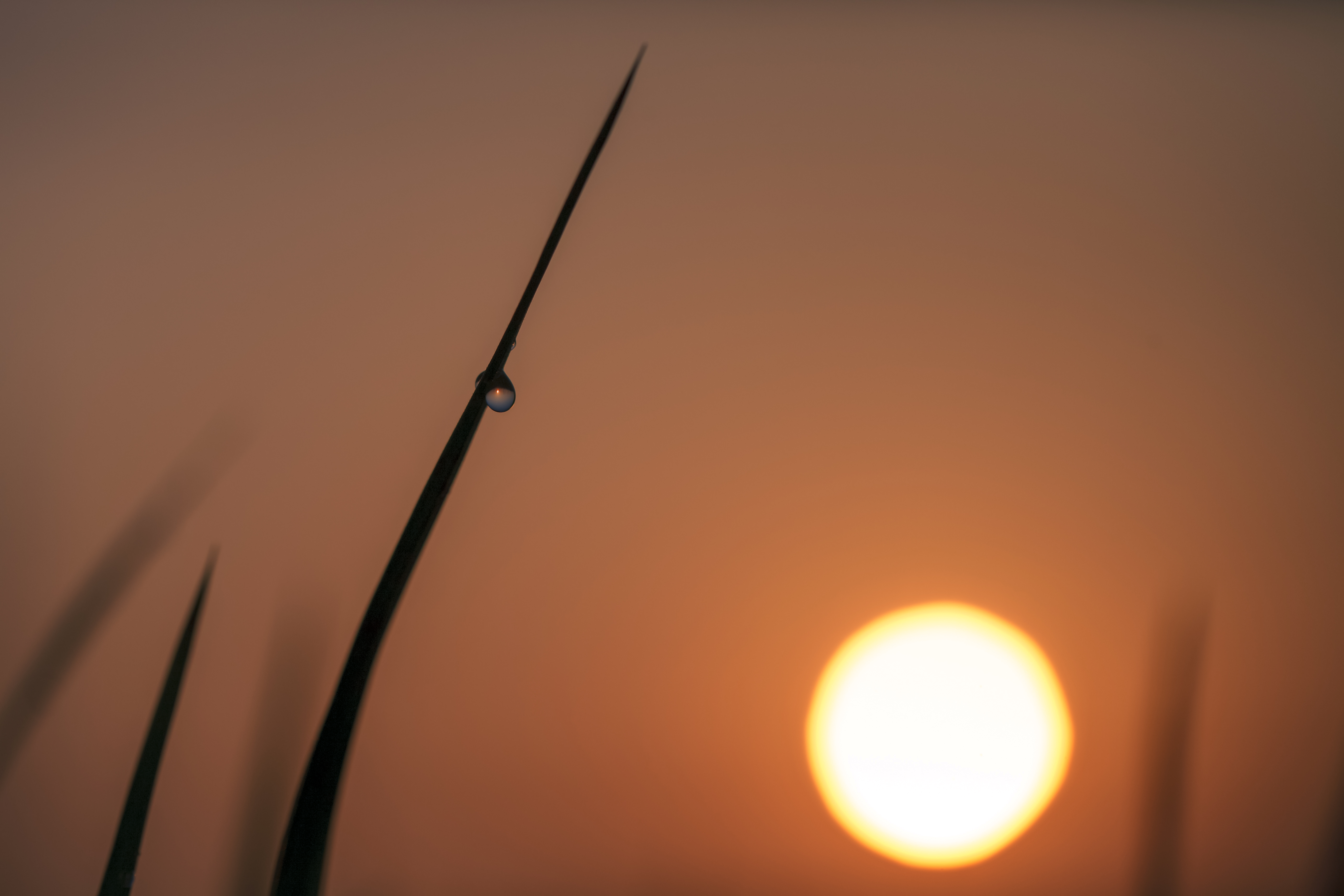 First Light
