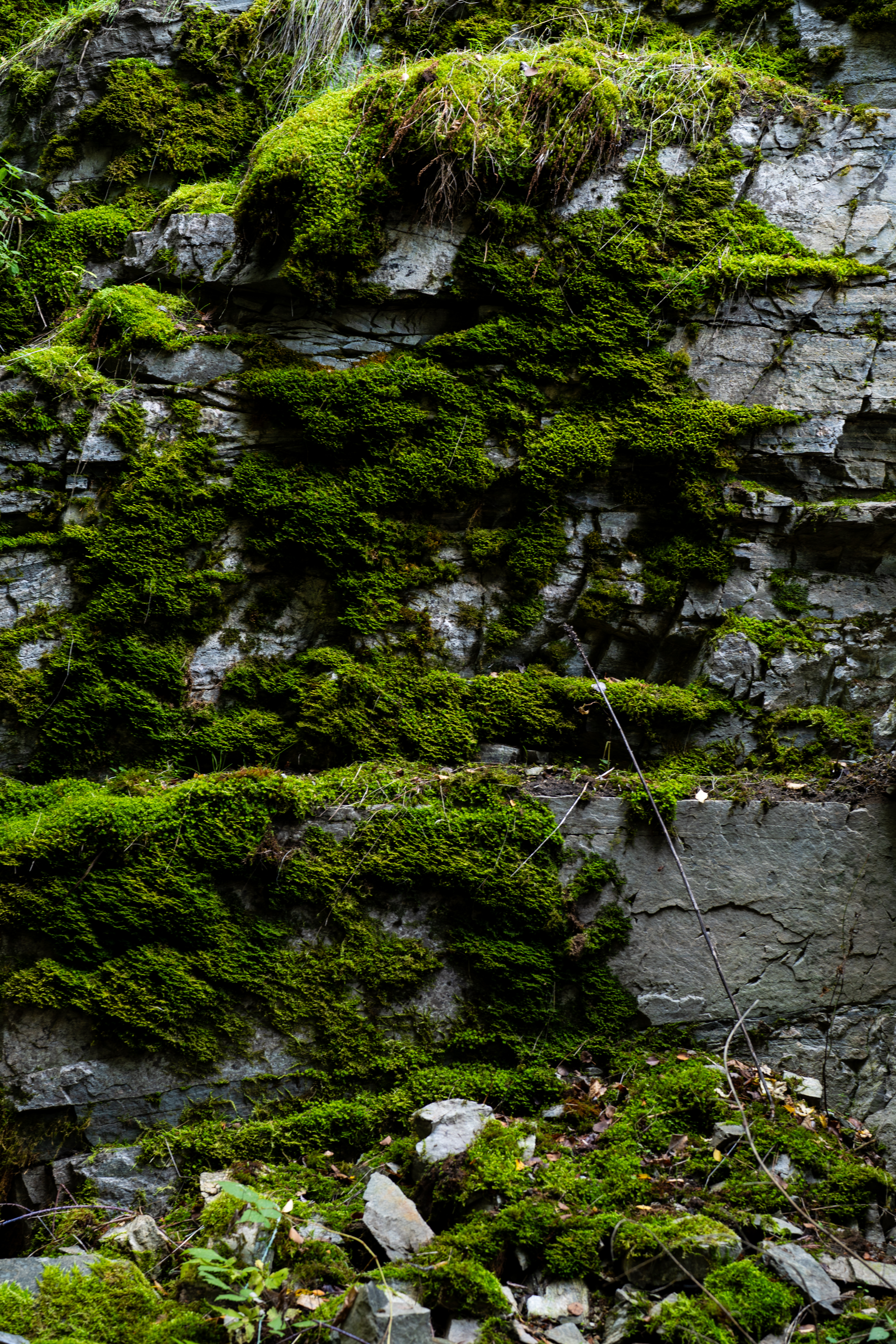 of rock and moss